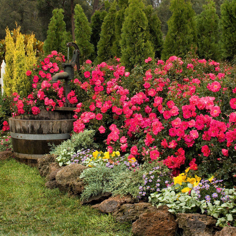 Flower Carpet Rose Pink Supreme – Easy To Grow Bulbs