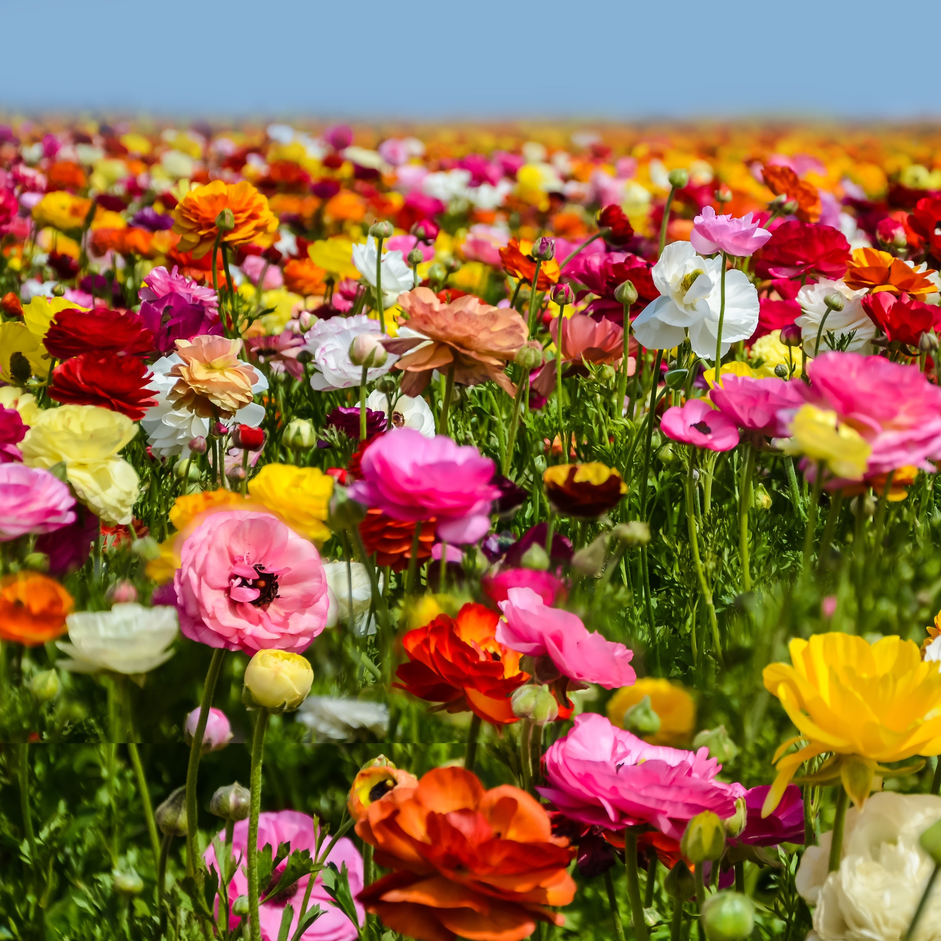 Ranunculus Flower Fields Collection | Ranunculus Bulbs for Sale – Easy ...