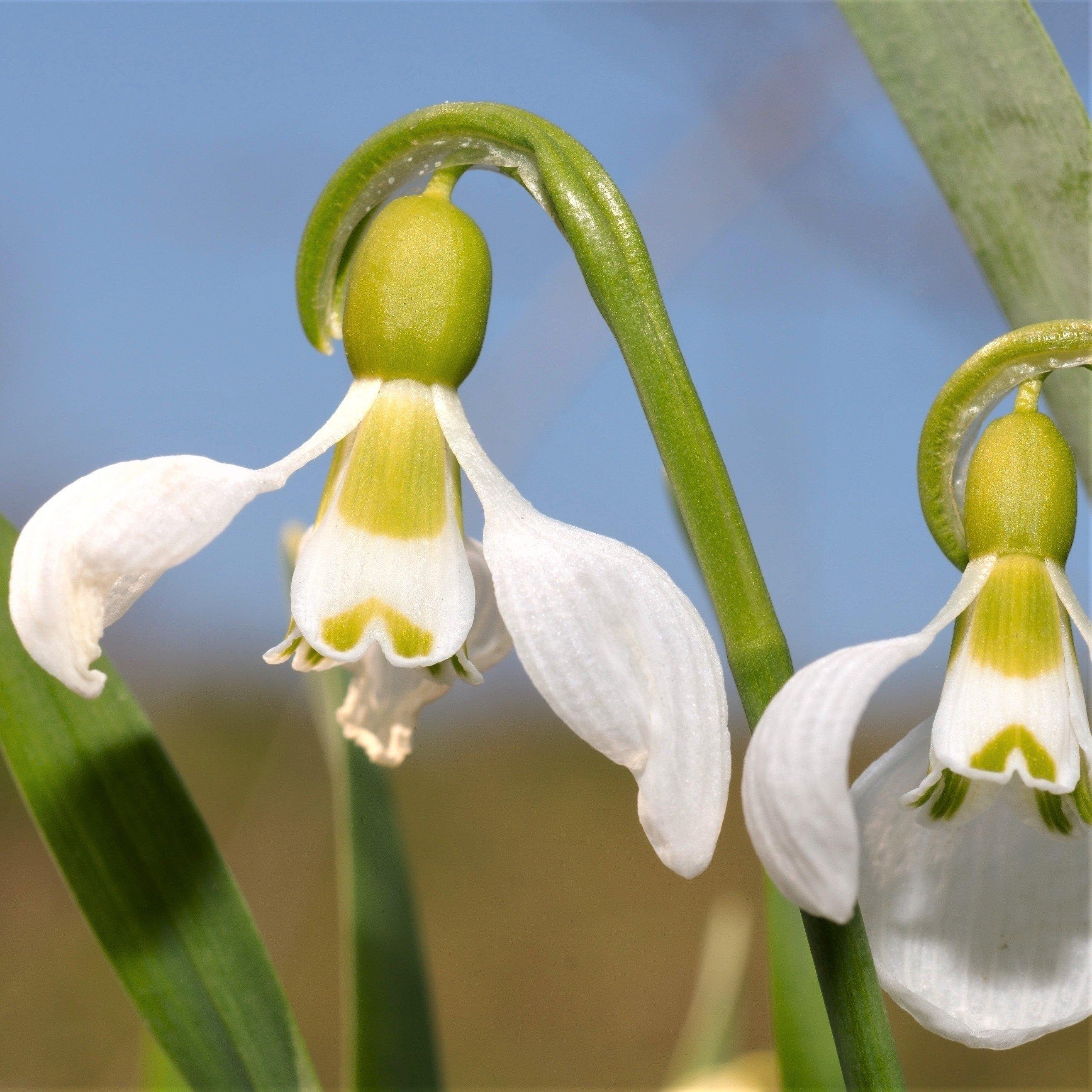 Galanthus panjutinii