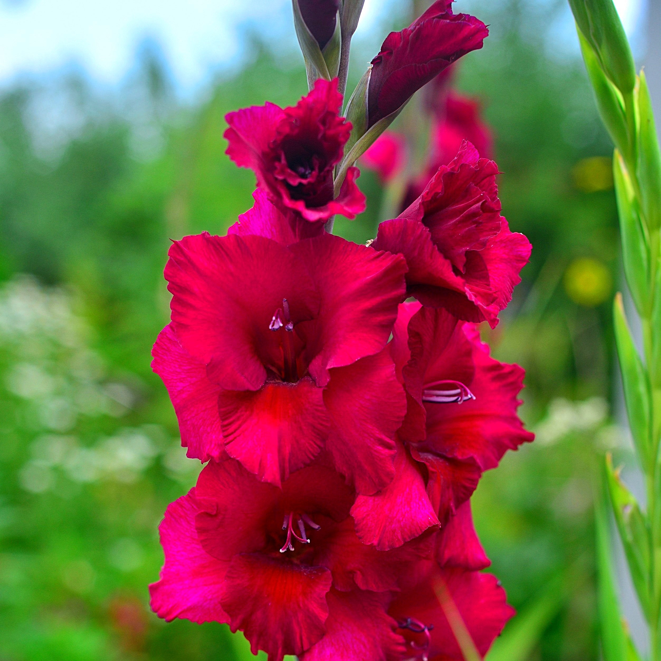 botrytis blight of gladiolus