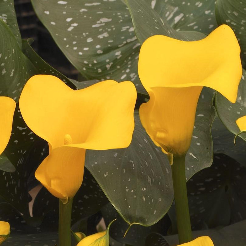 Yellow Calla Lily Bulbs For Sale | Zantedeschia Sun Club – Easy To Grow  Bulbs