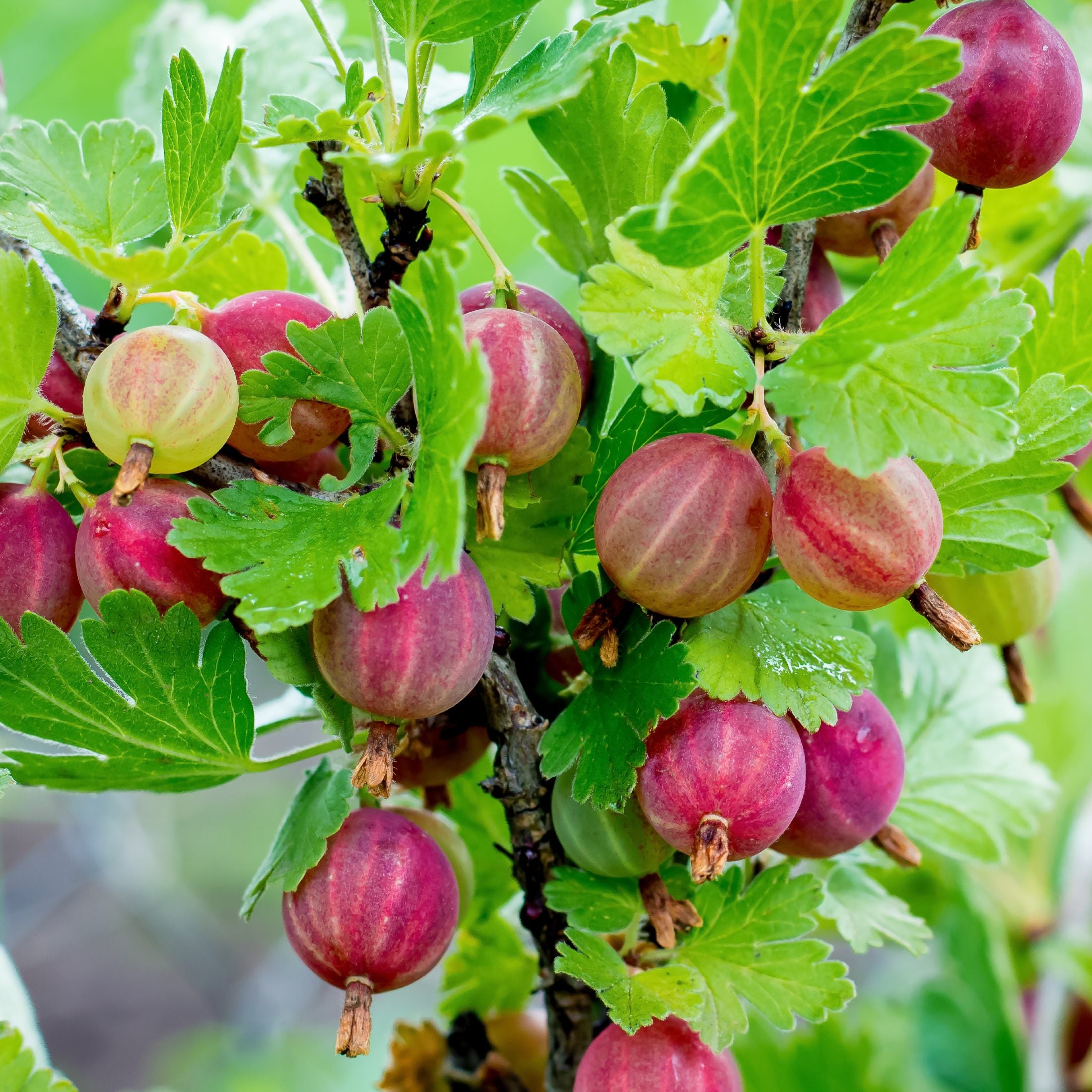 Collection 96+ Pictures Where Can I Find Indian Gooseberry Sharp