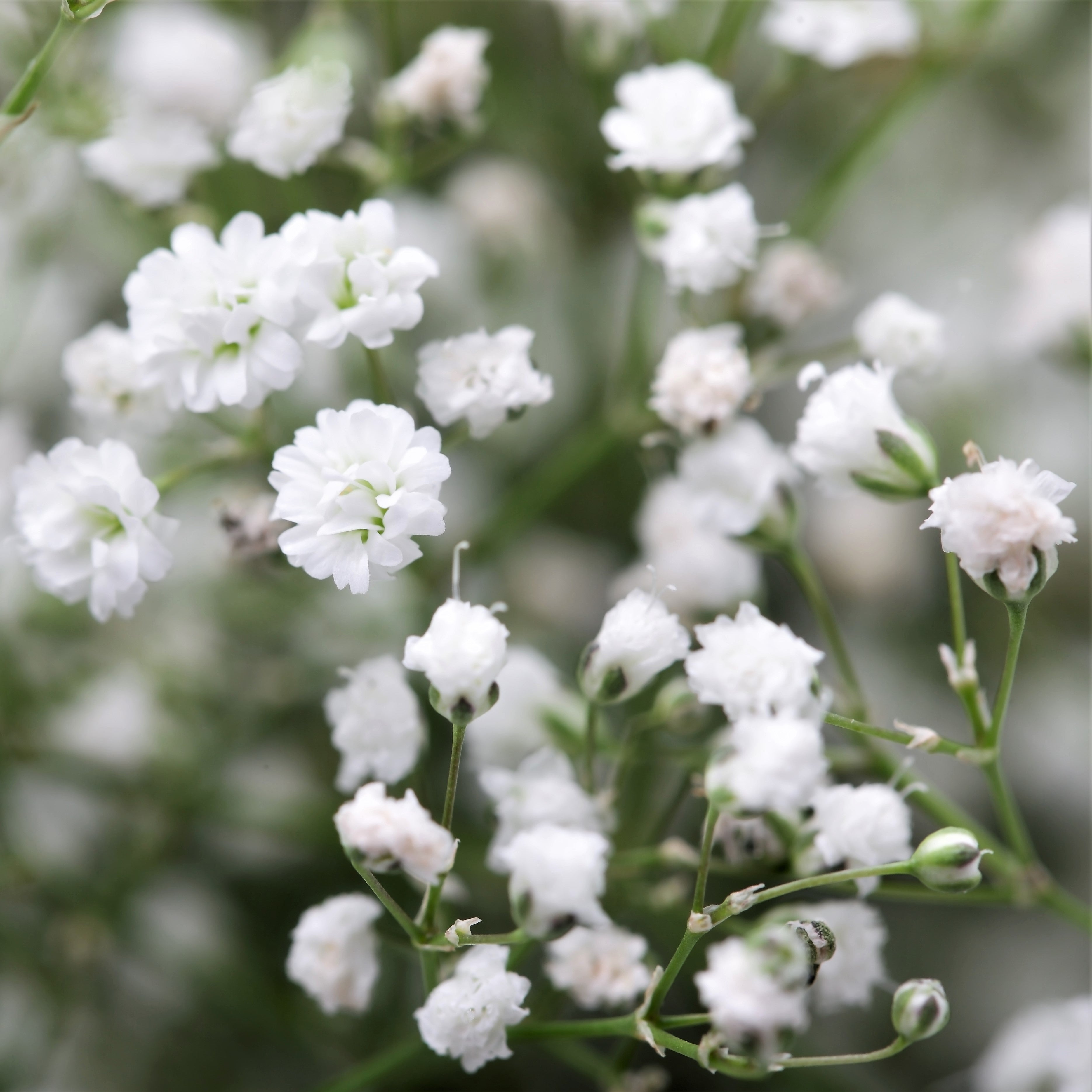 babys breath