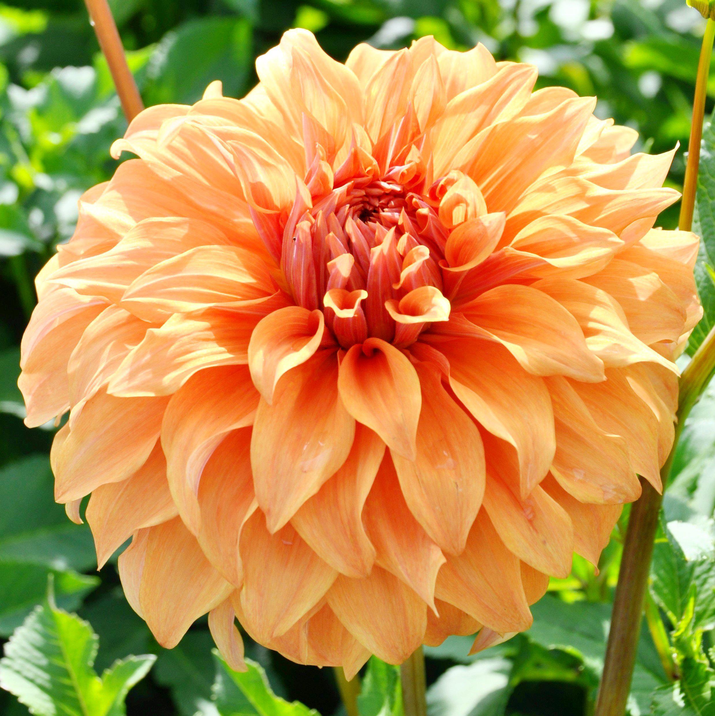 Orange Peach Dahlia Bulbs For Sale | Dahlia Great Hercules – Easy To ...