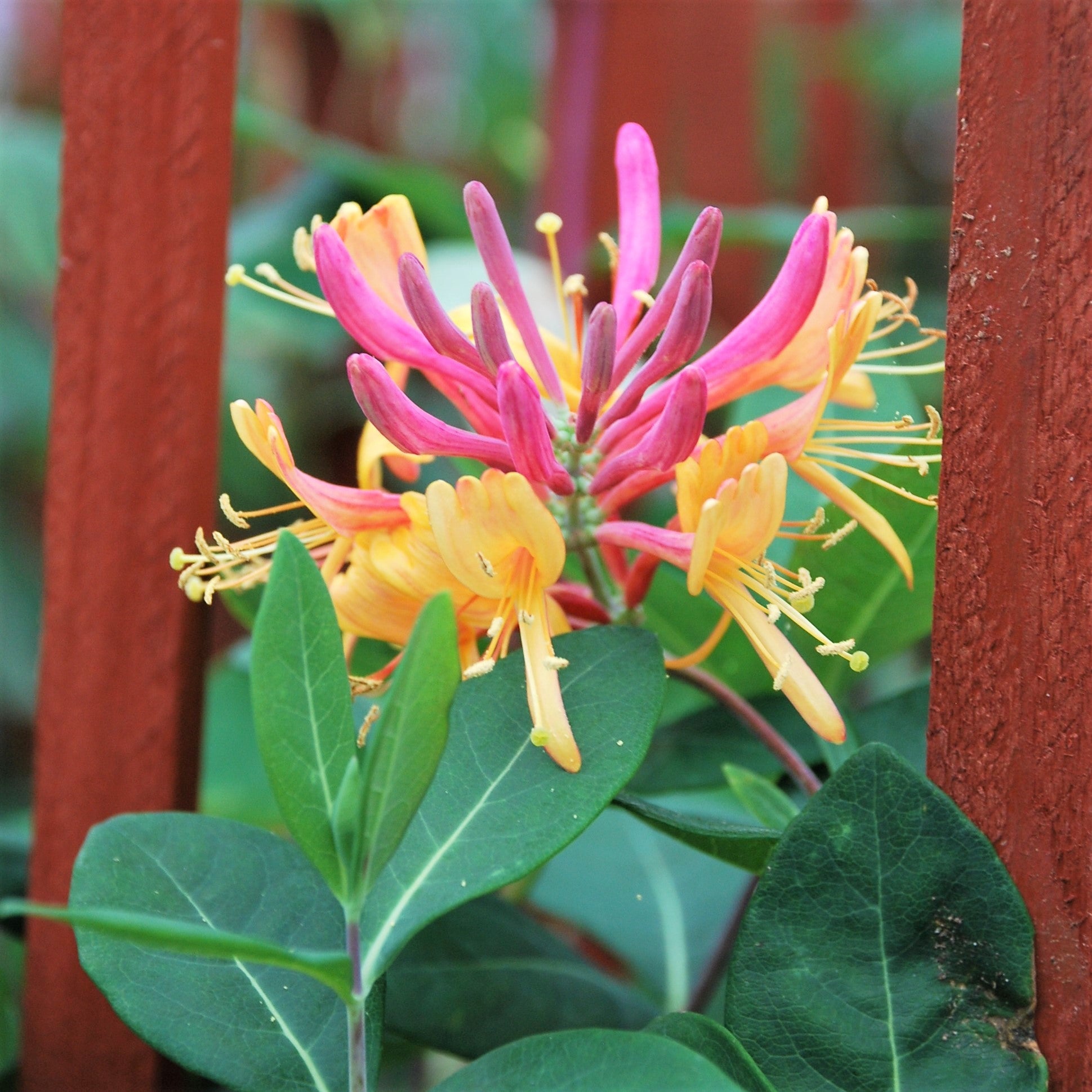 Honeysuckle Gold Flame Easy To Grow Bulbs