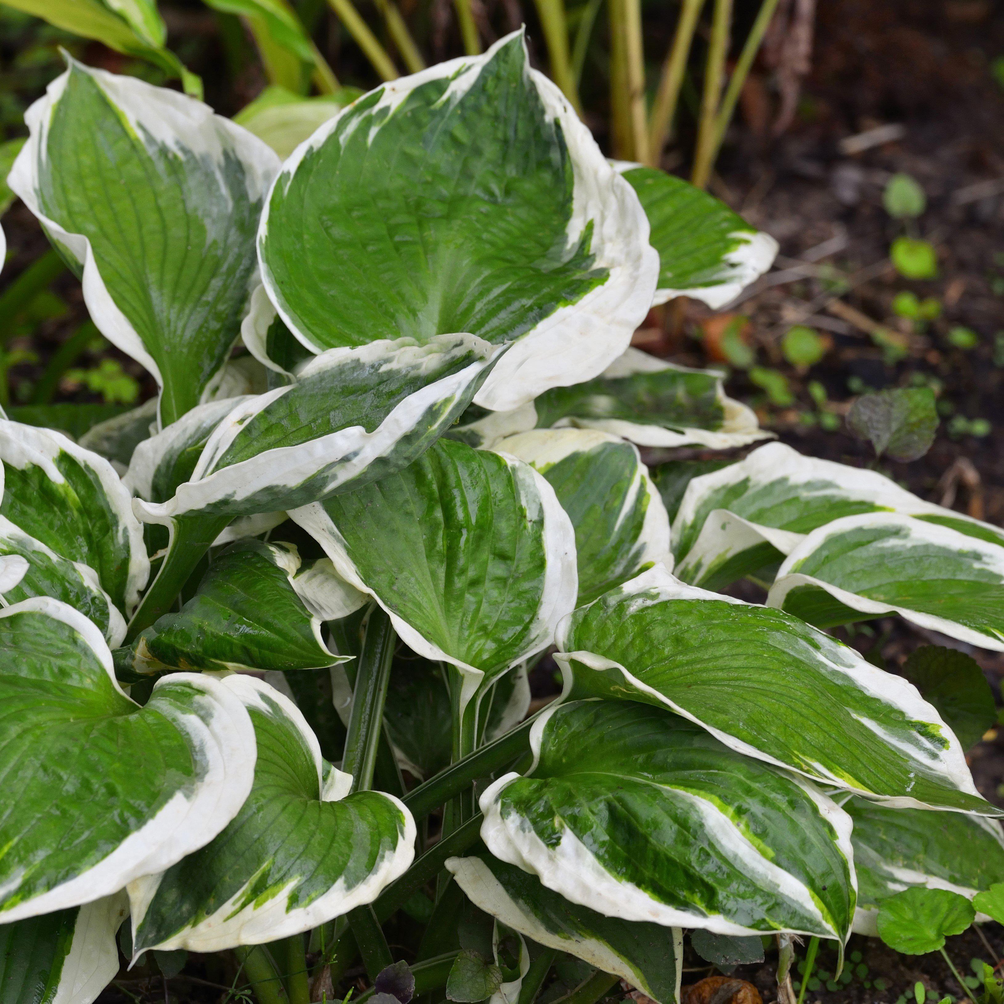 Hosta Patriot Easy To Grow Bulbs   Hosta Patriot.SHUT 