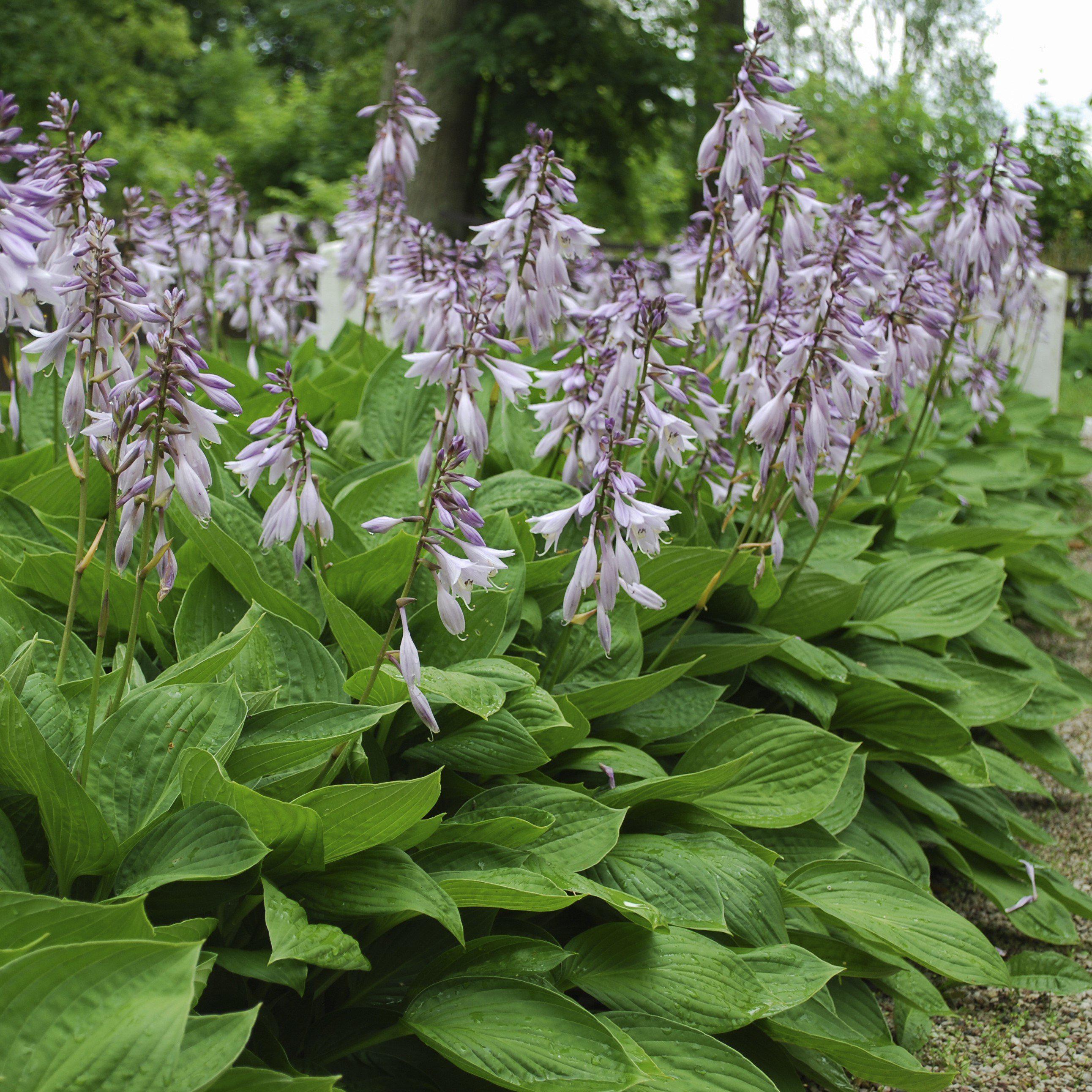 hosta