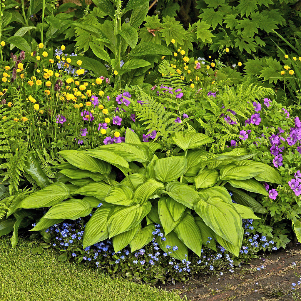 Elegant Hosta Plants For Sale Online Stained Glass Sun Tolerant Easy To Grow Bulbs