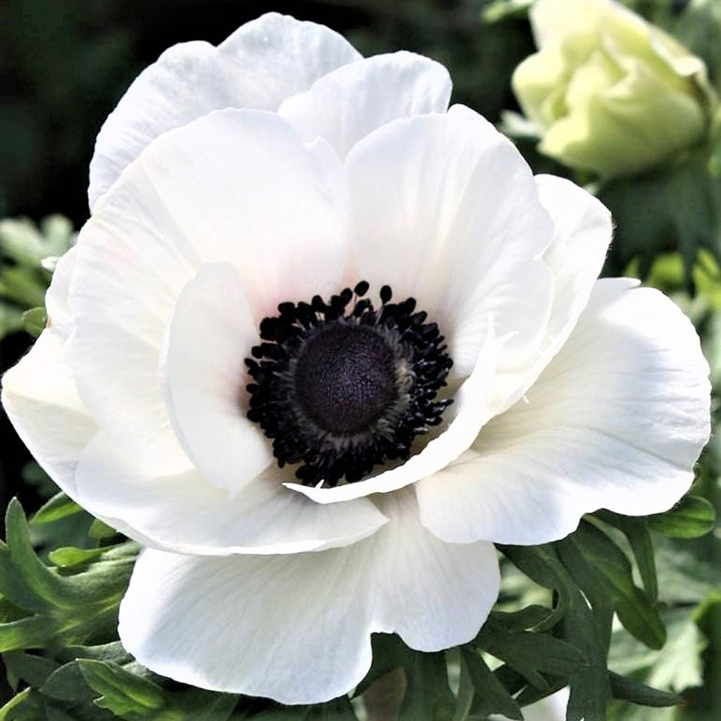 White Anemone Bulbs For Sale | Mistral Bianco Centro Nero Easy Grow Bulbs