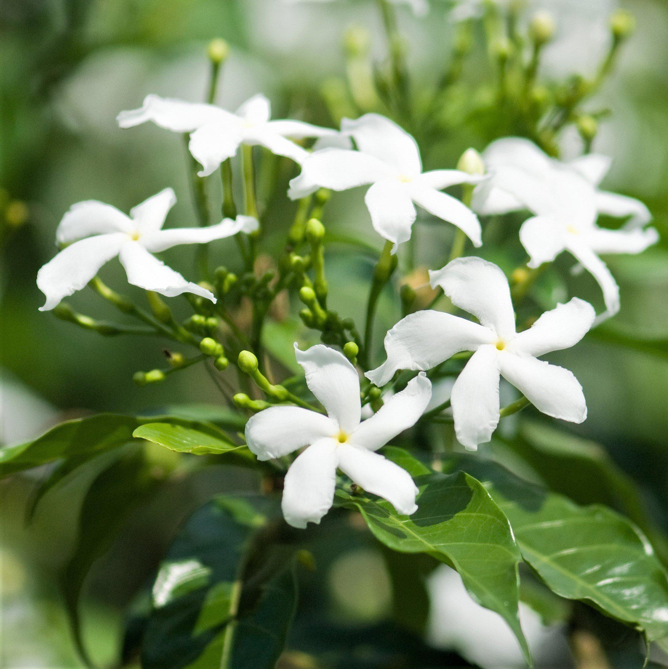 White Potted Jasmine Plant For Sale Jasmine Star Fragrant Easy To 