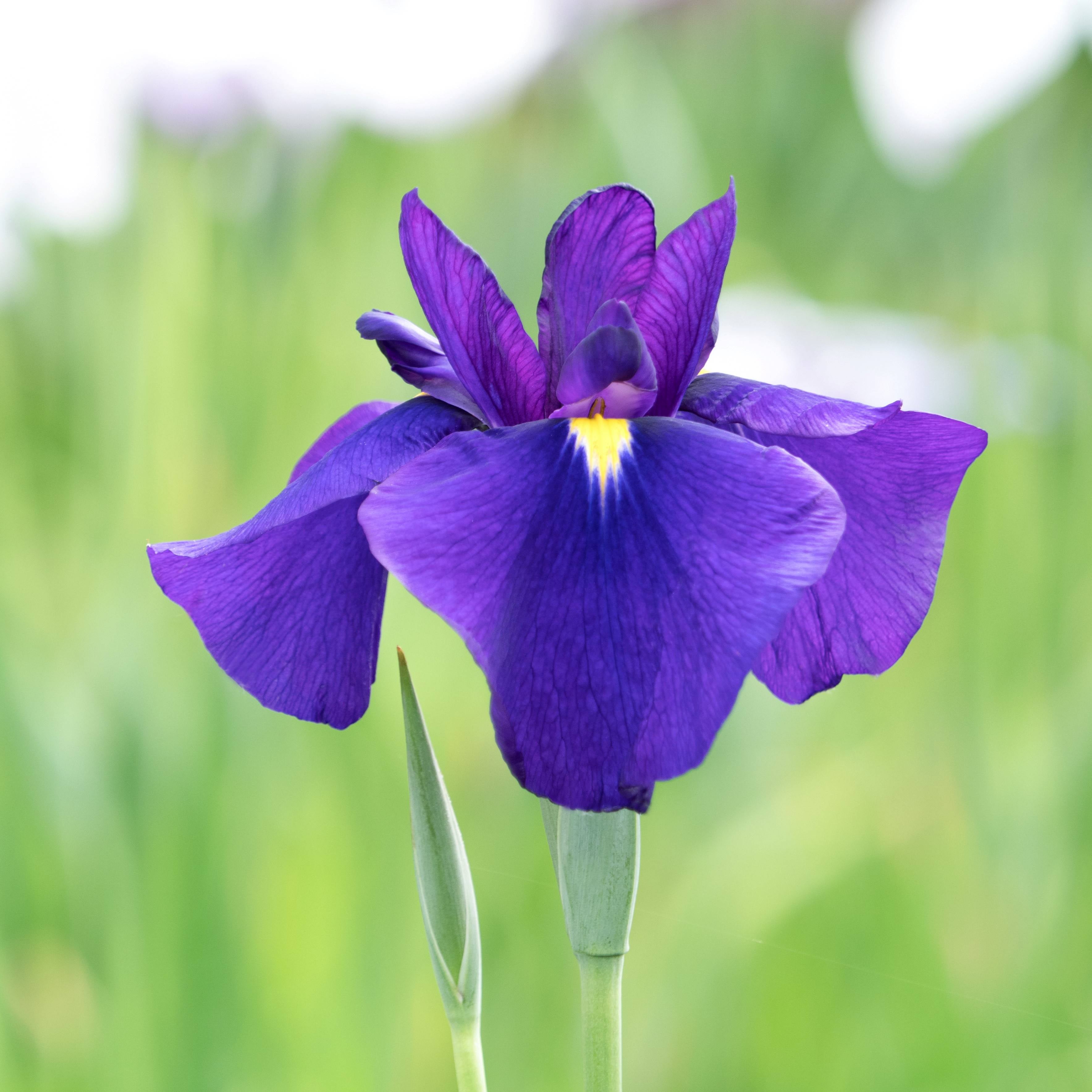 the bell iris