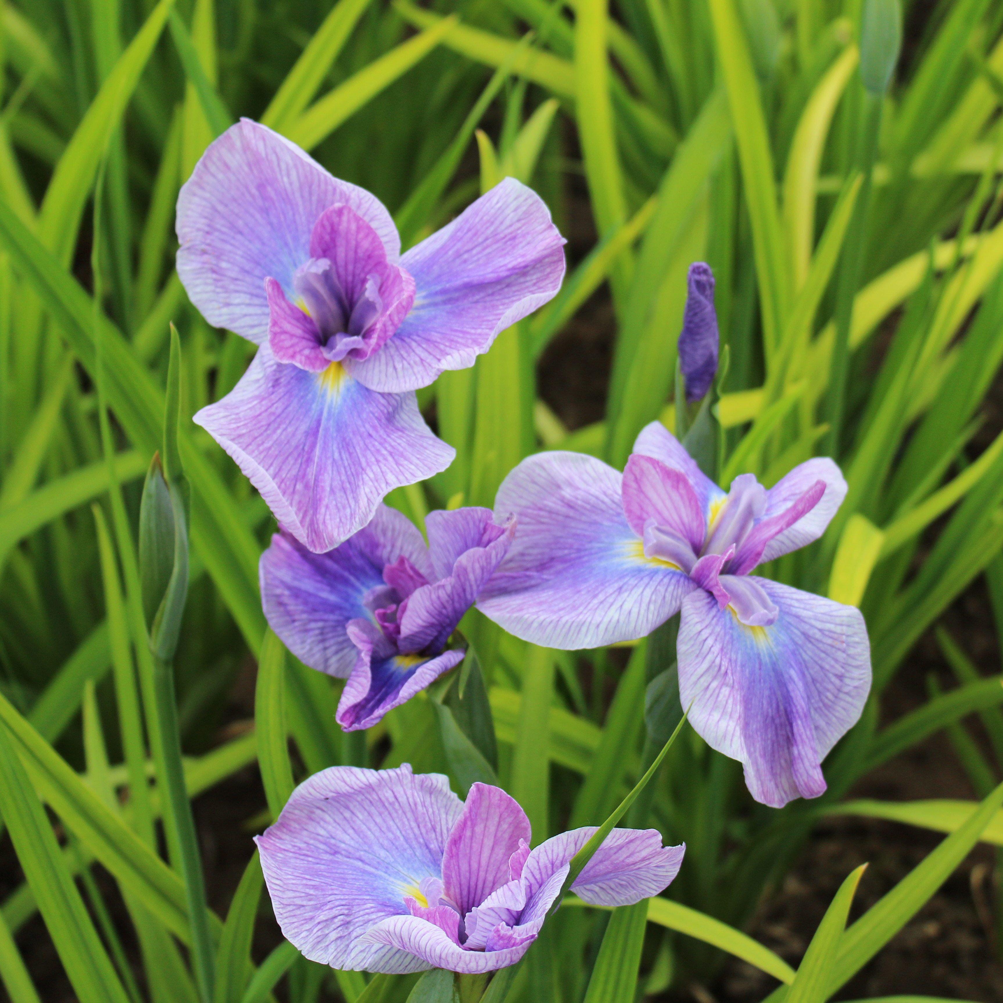 japanese iris