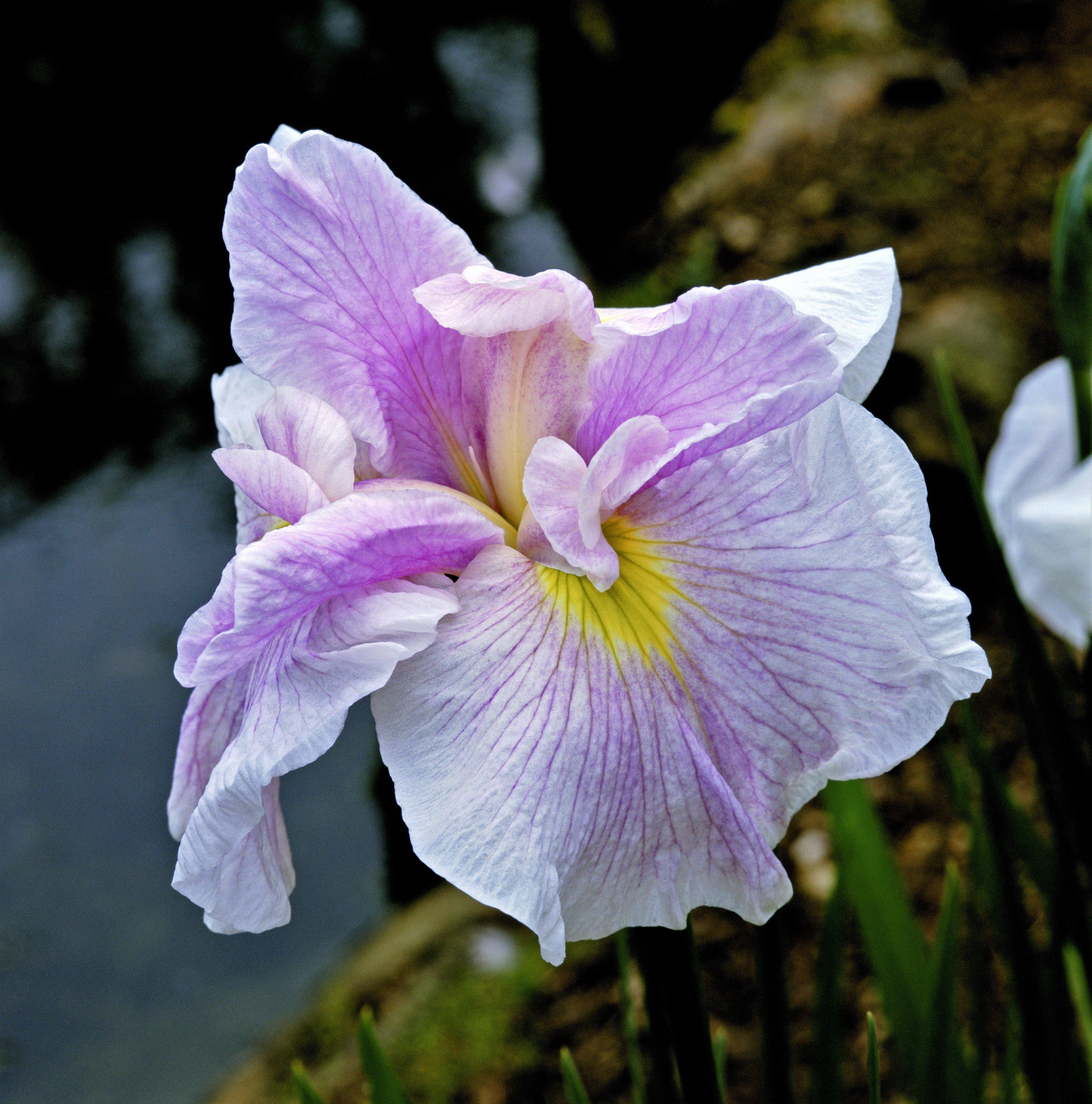 japanese iris