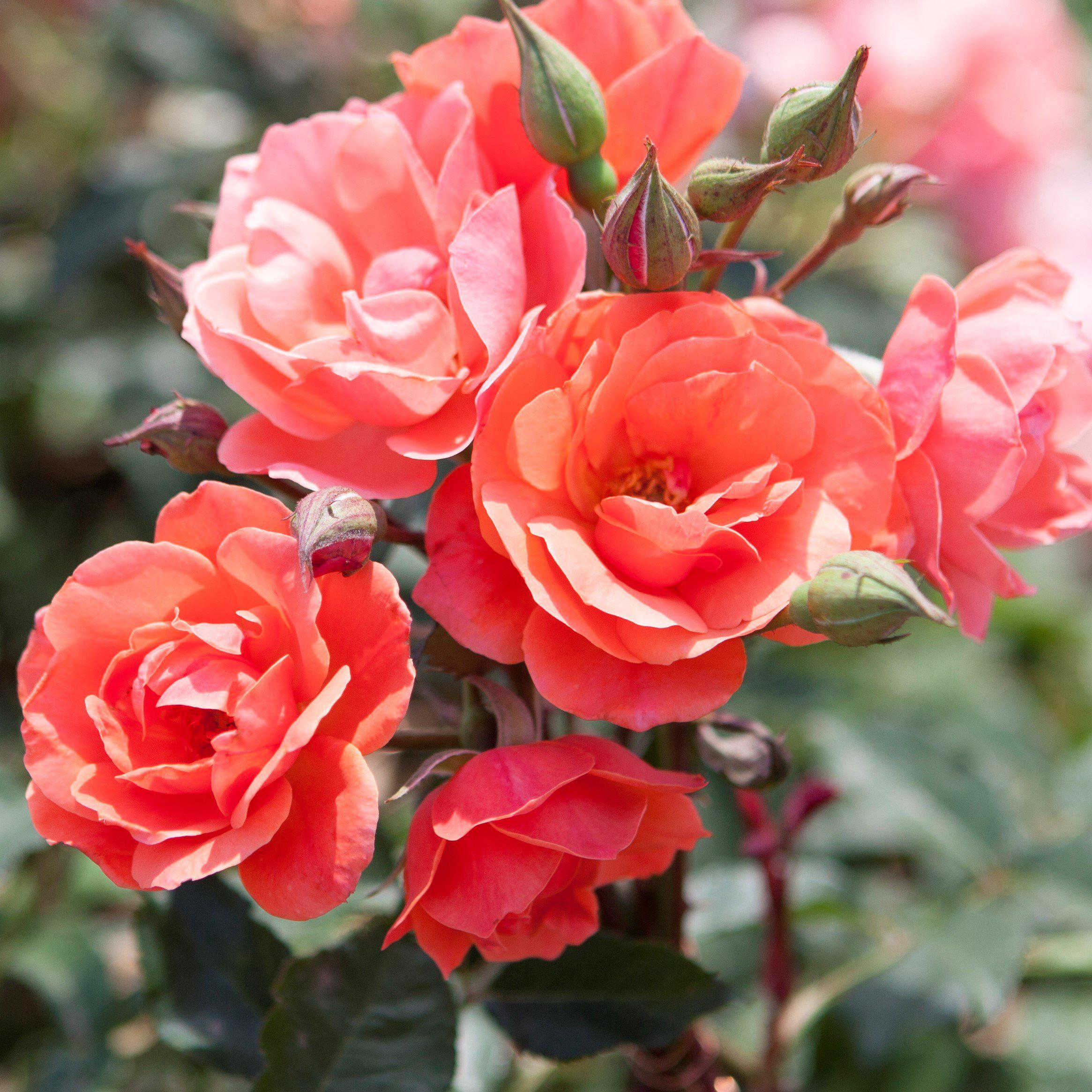 Peach Rose Plants For Sale Online | Knock Out® Rose Coral – Easy To