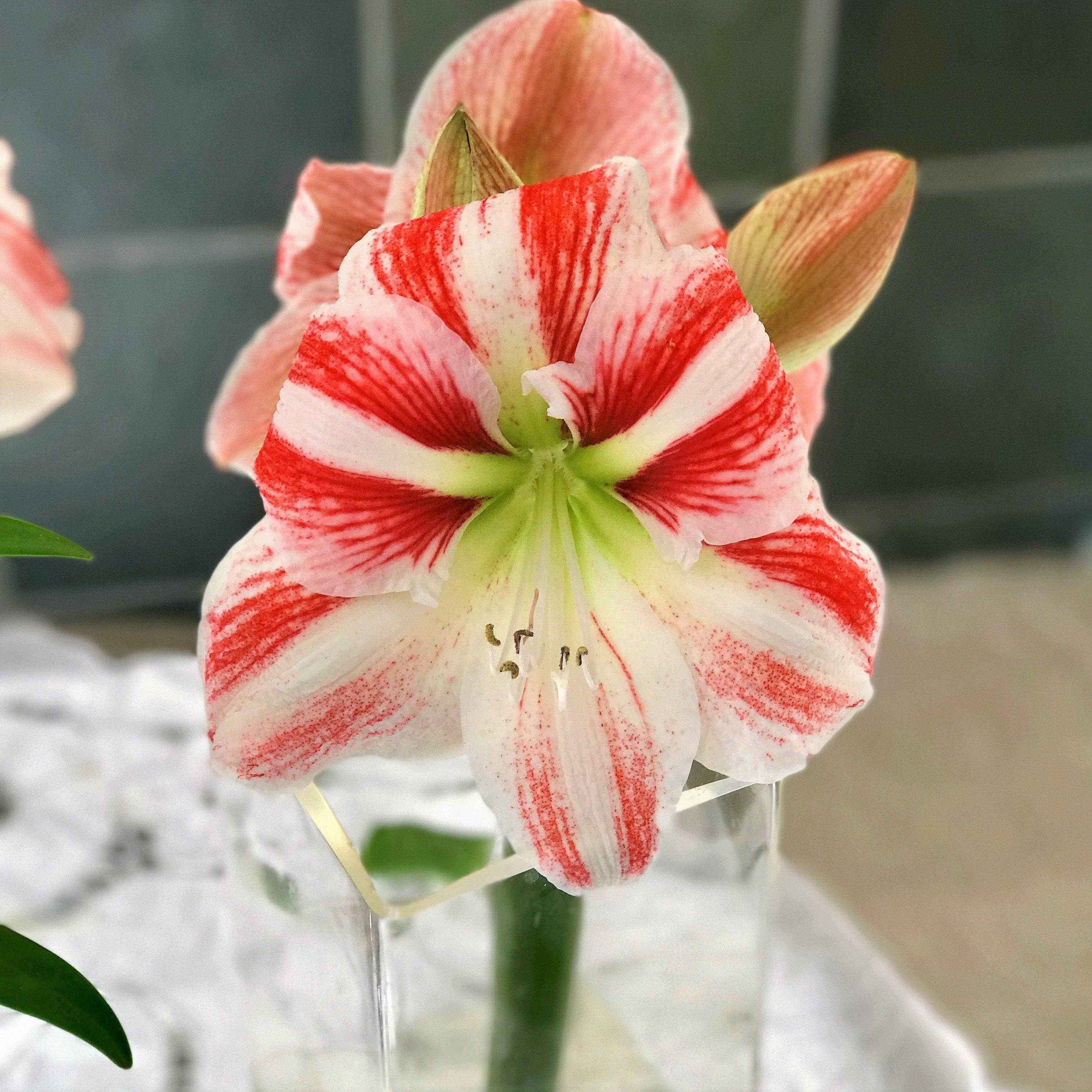 how to say amaryllis flower