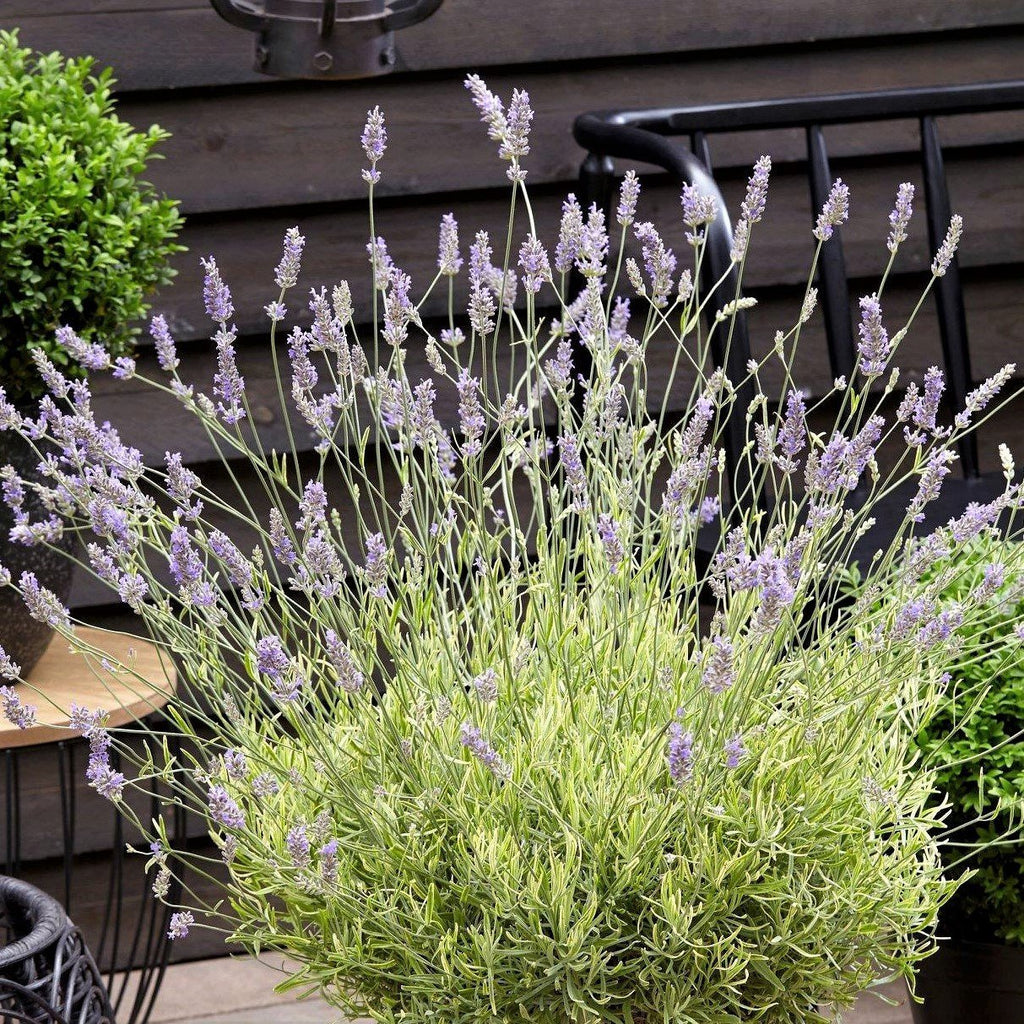 Lavender Phenomenal Vermont Wildflower Farm