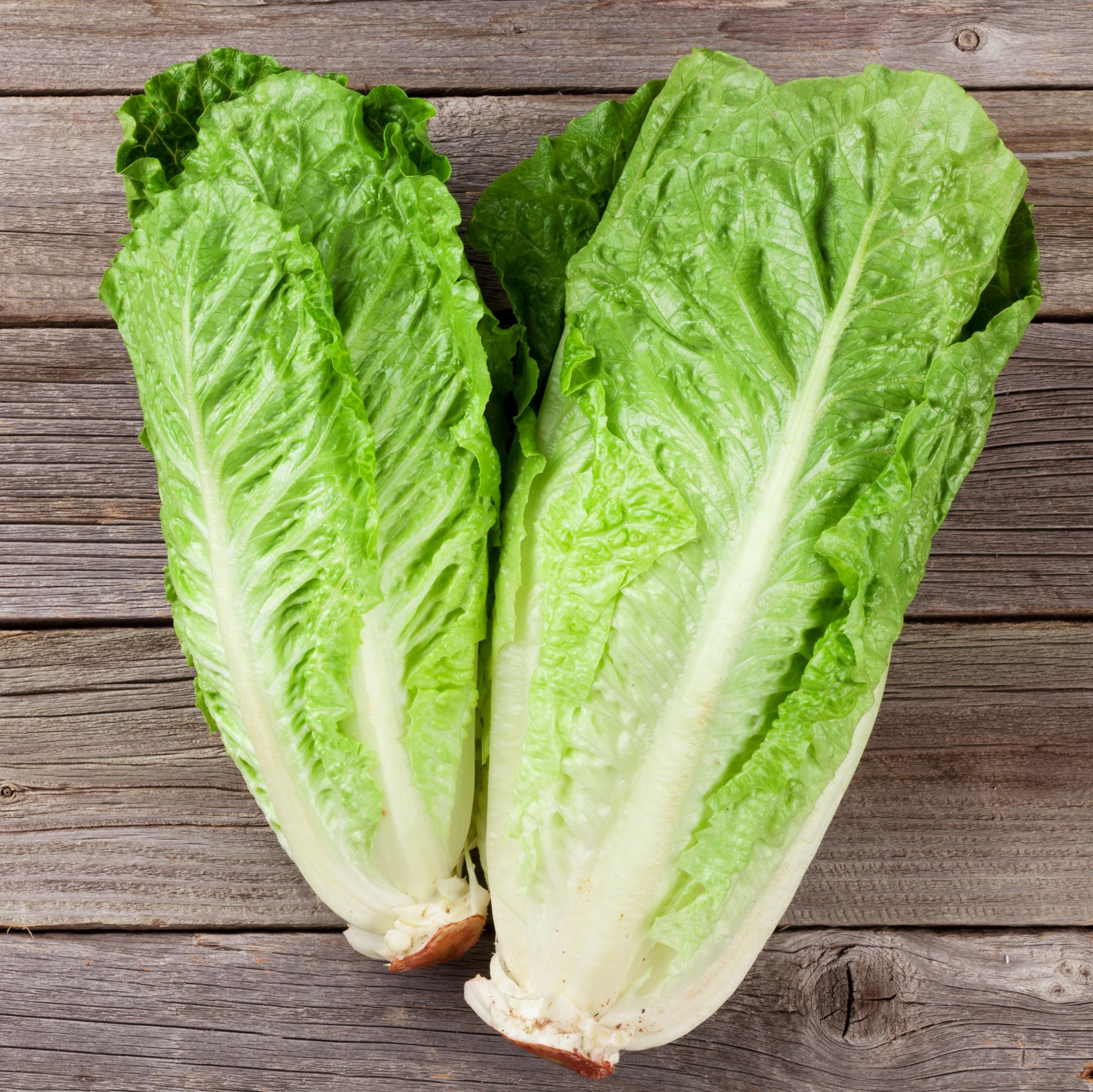All 101+ Images show me a picture of romaine lettuce Updated