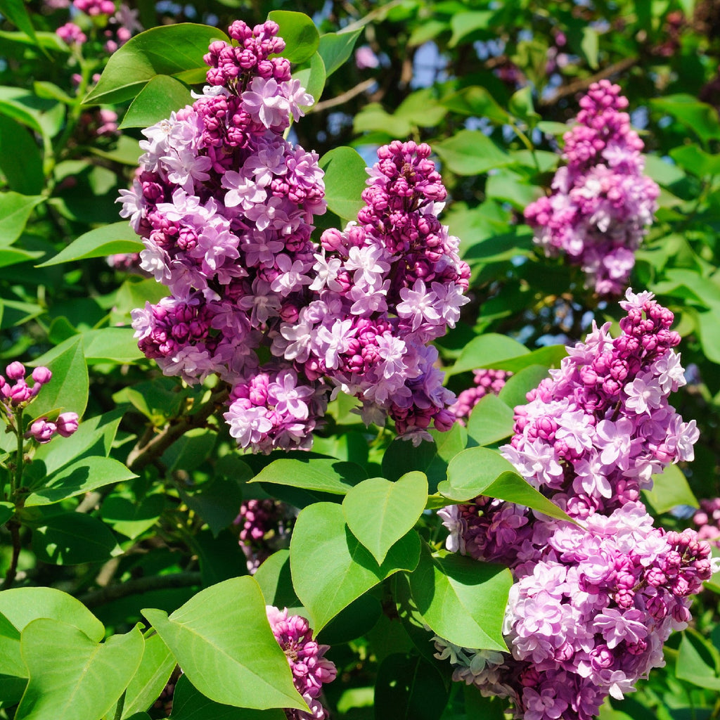 Image of Compact character mini lilac bush