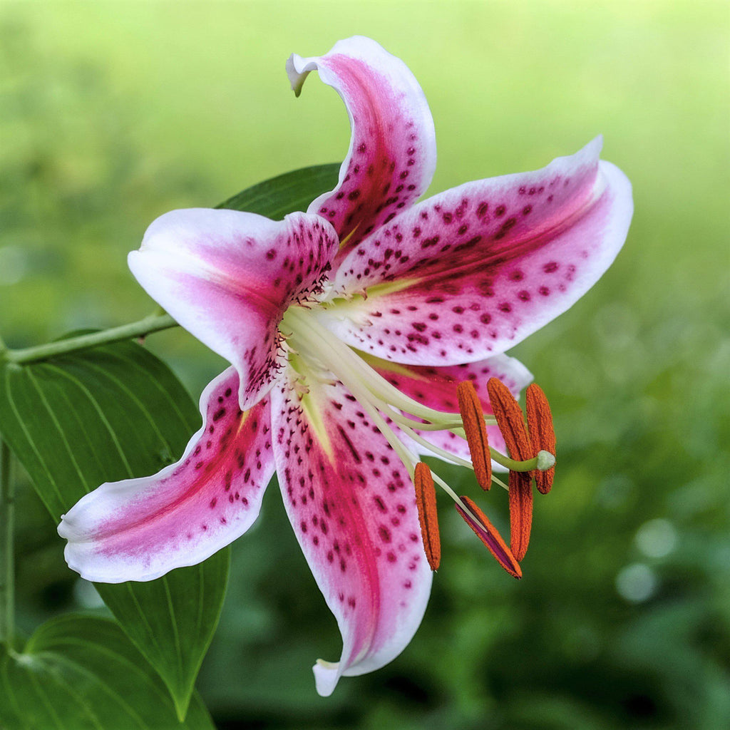 Fragrant Red Oriental Lily Bulbs For Sale Online Stargazer Easy To Grow Bulbs