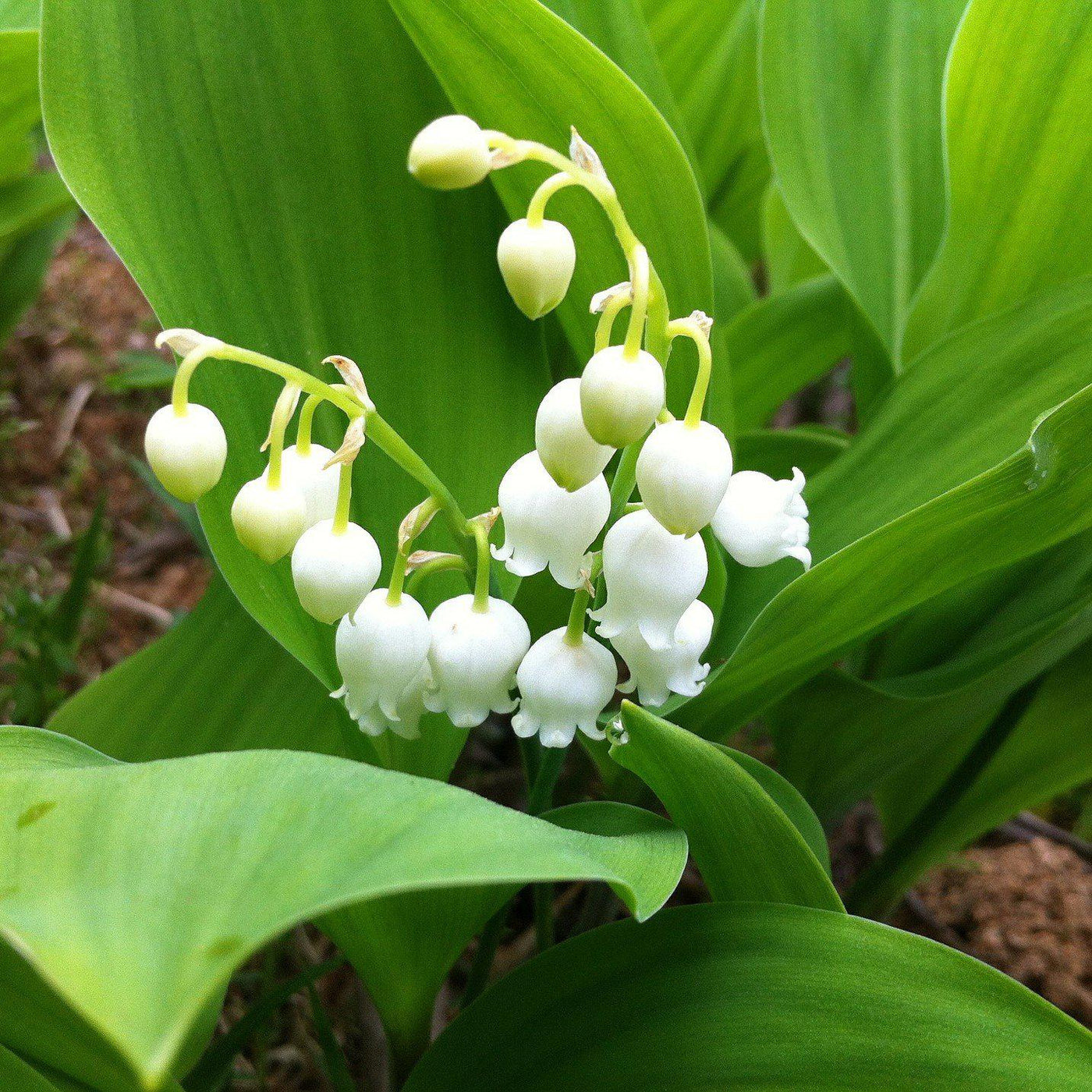 Lily of the valley пароль от шкафа