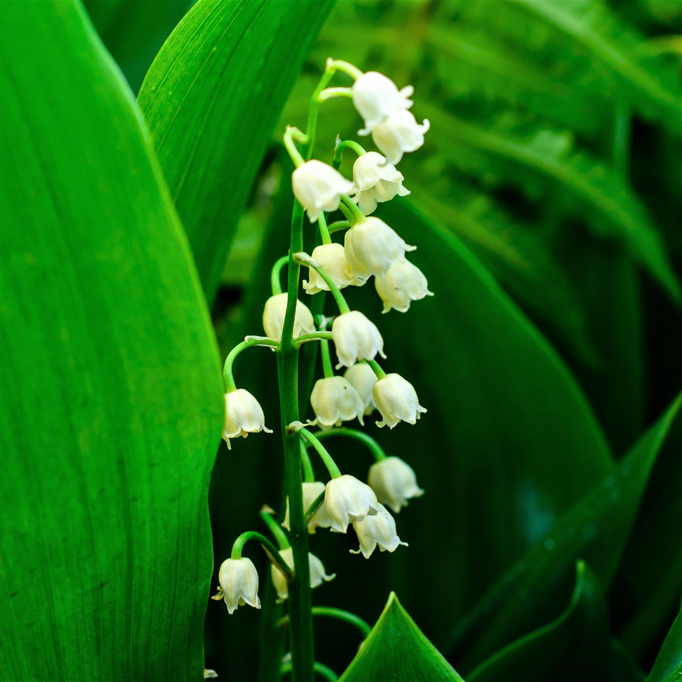 Lily of the Valley Pips - 6 Flowering Lily of the Valley Bulbs – Easy ...