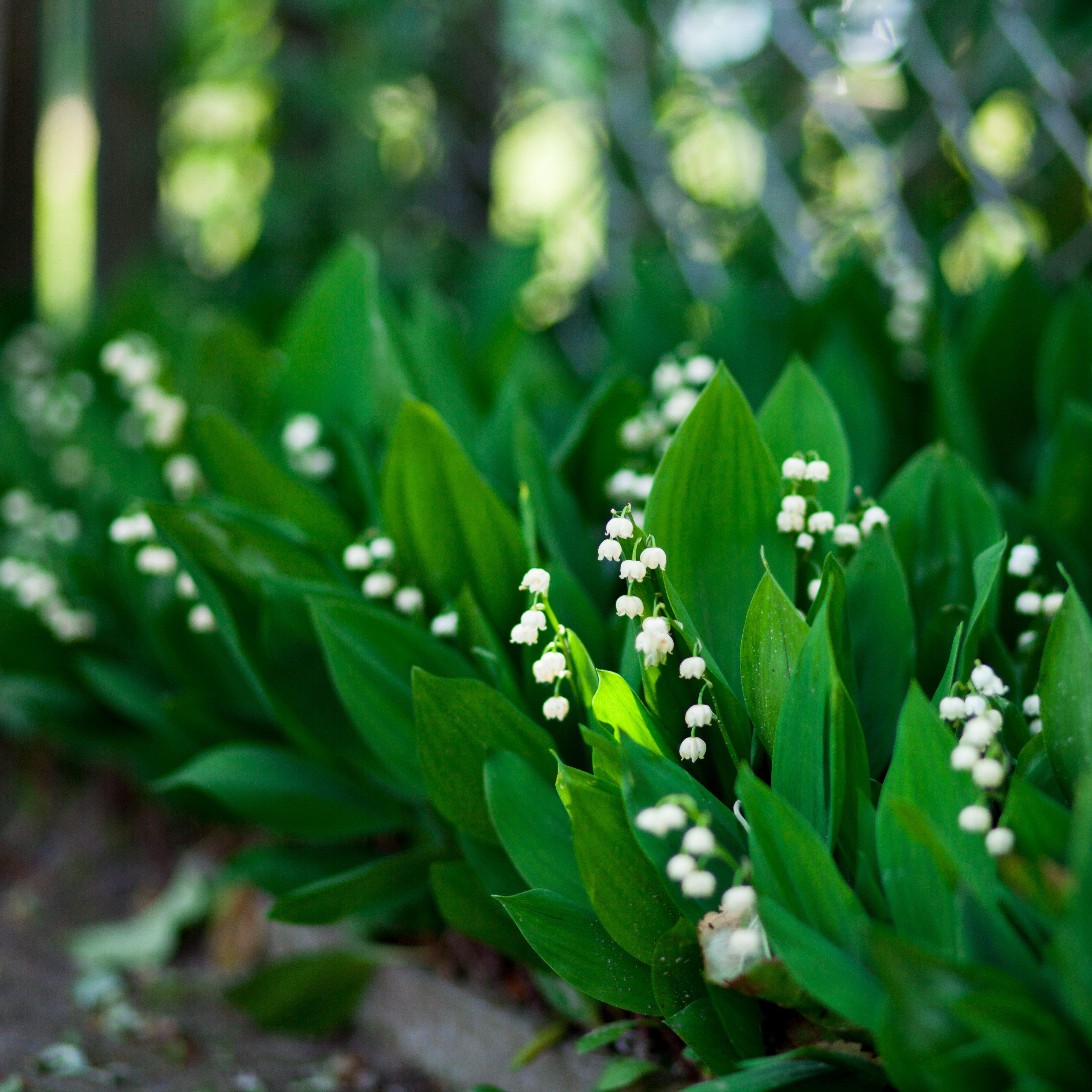 Lily of the Valley Ground Cover Pips - 1 Year Old Convallaria Bulbs