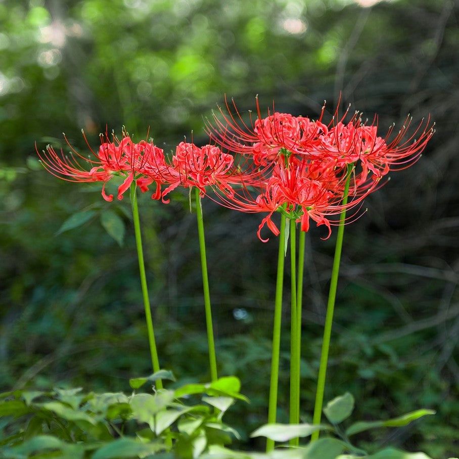 Red Lycoris Radiata | Red Surprise Lily | Red Magic Lily ...