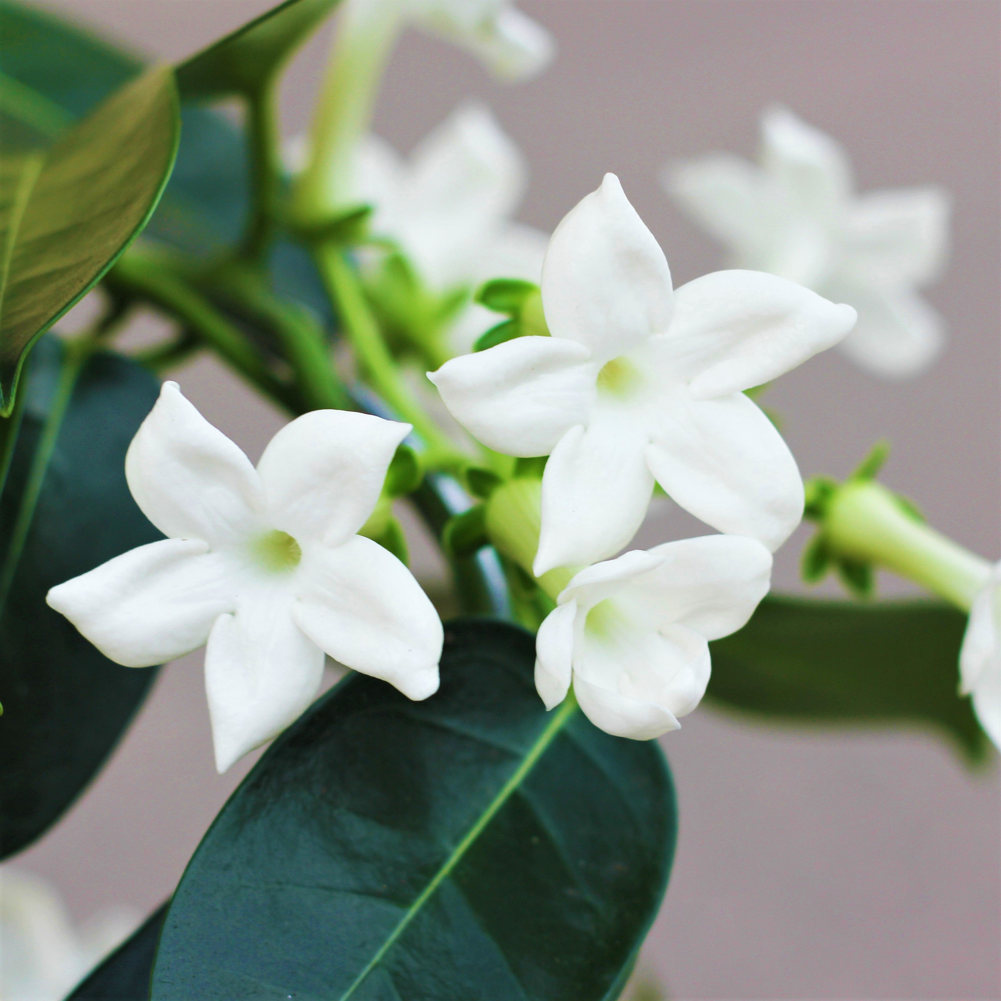 Madagascar Jasmine Plants For Sale | Stephanotis Vine ...