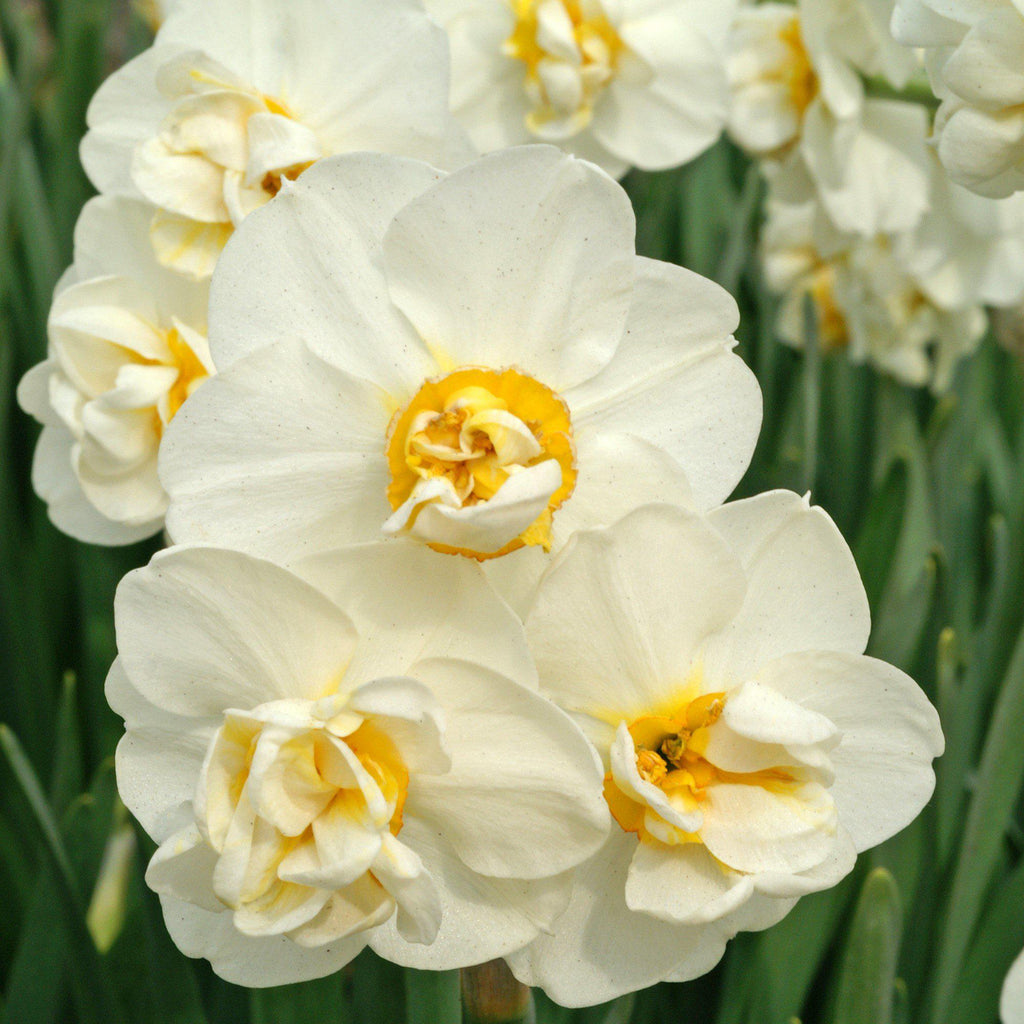 Super Fragrant Narcissus Bulbs For Sale Online Cheerfulness Easy To Grow Bulbs