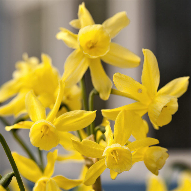 Narcissus Hawera – Easy To Grow Bulbs