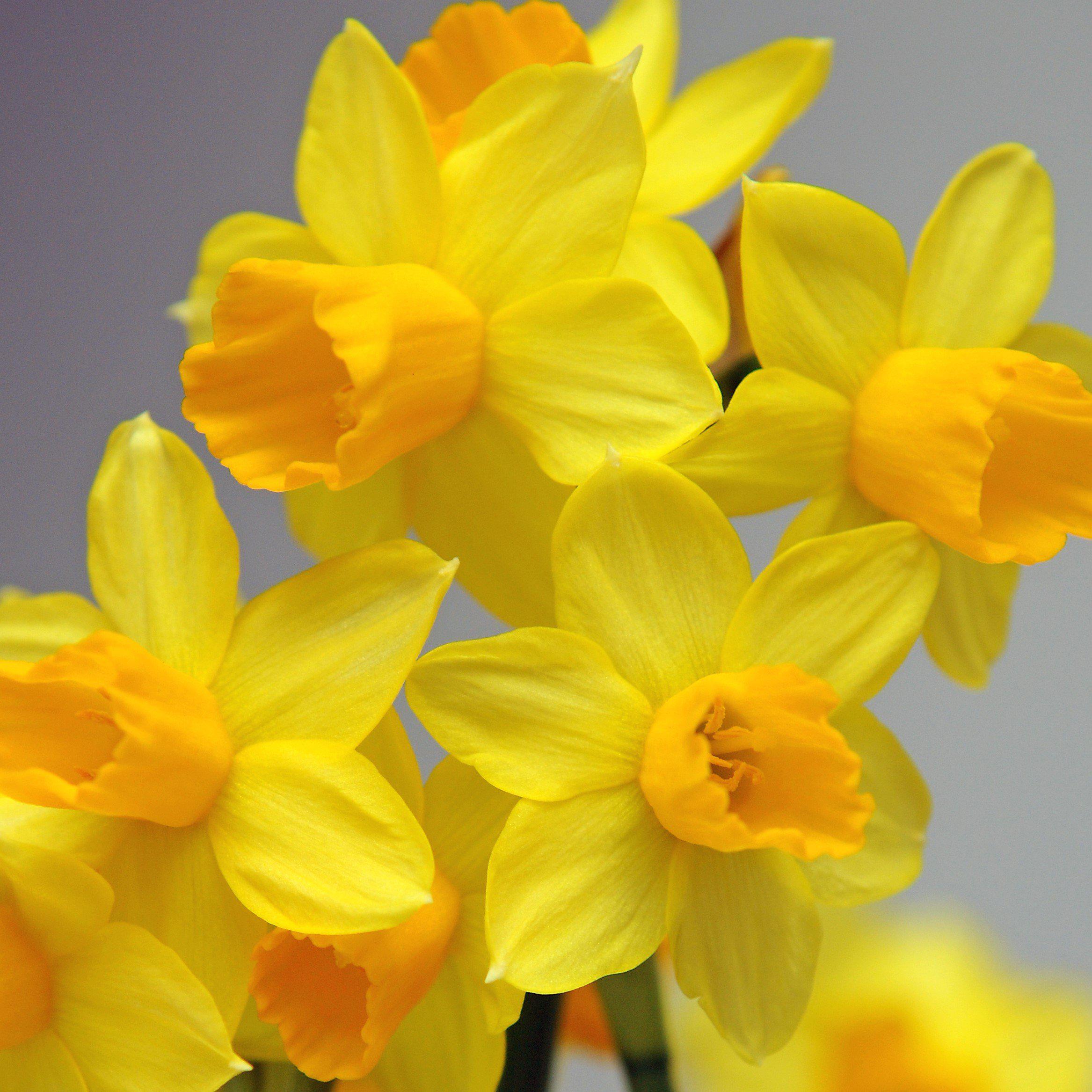 Narcissus Jetfire – Easy To Grow Bulbs