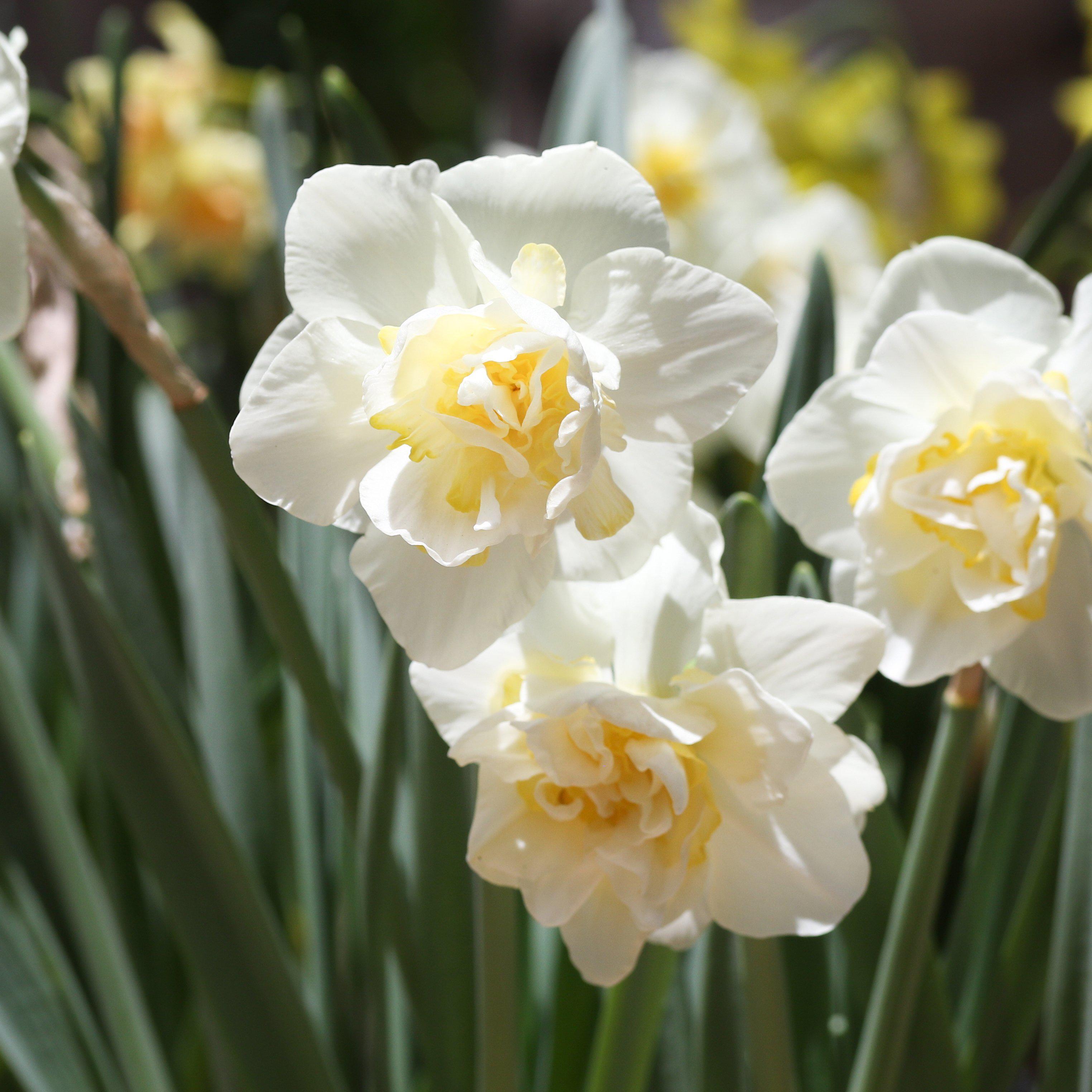 Narcissus White Lion Bulbs | Double White & Yellow ...