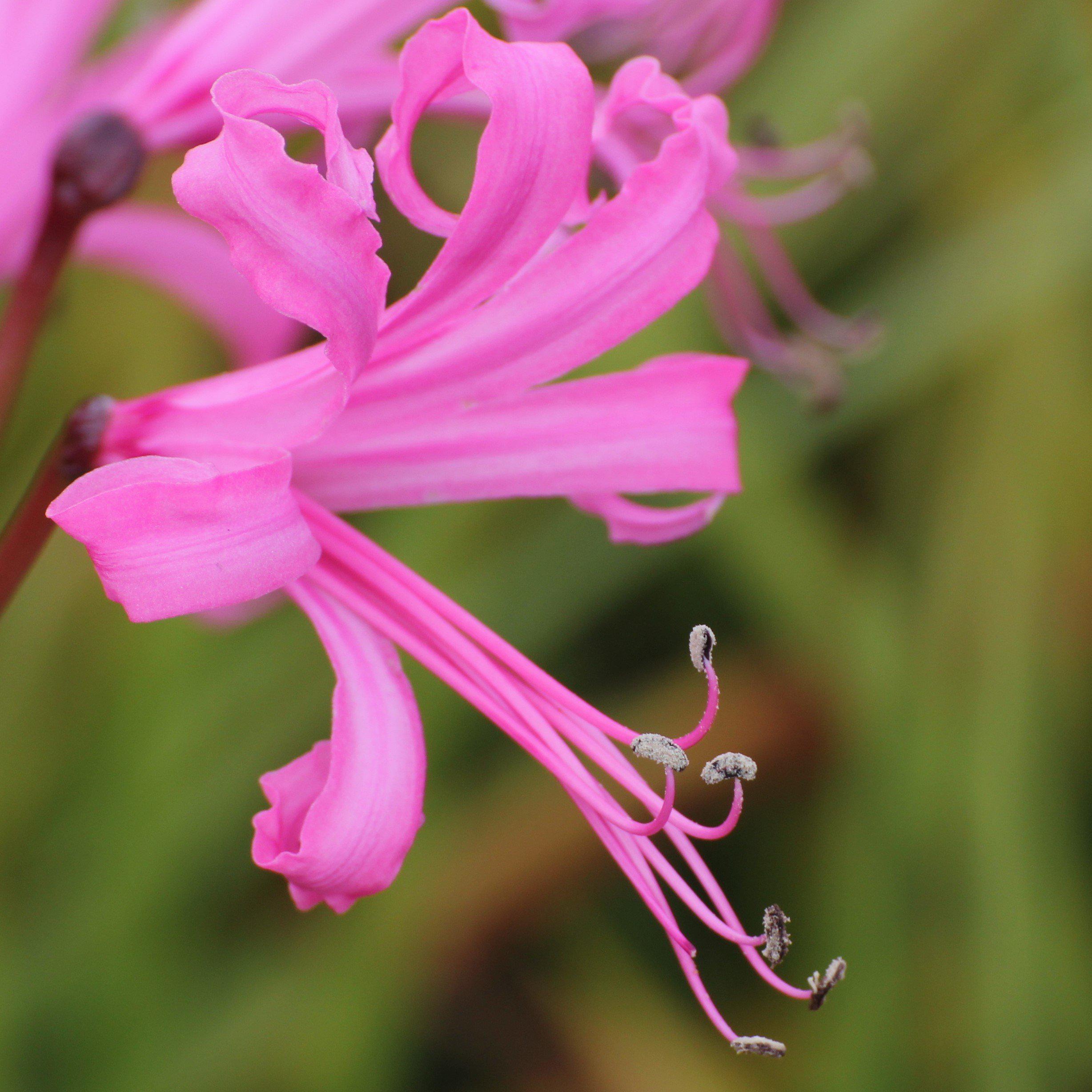 nerine