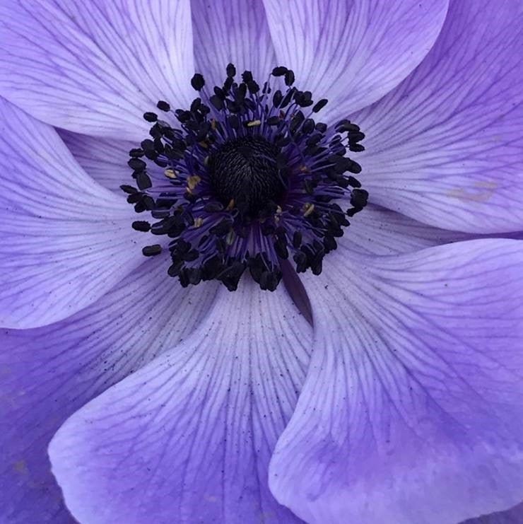 Italian Anemone Mistral Plus Blu – Easy To Grow Bulbs