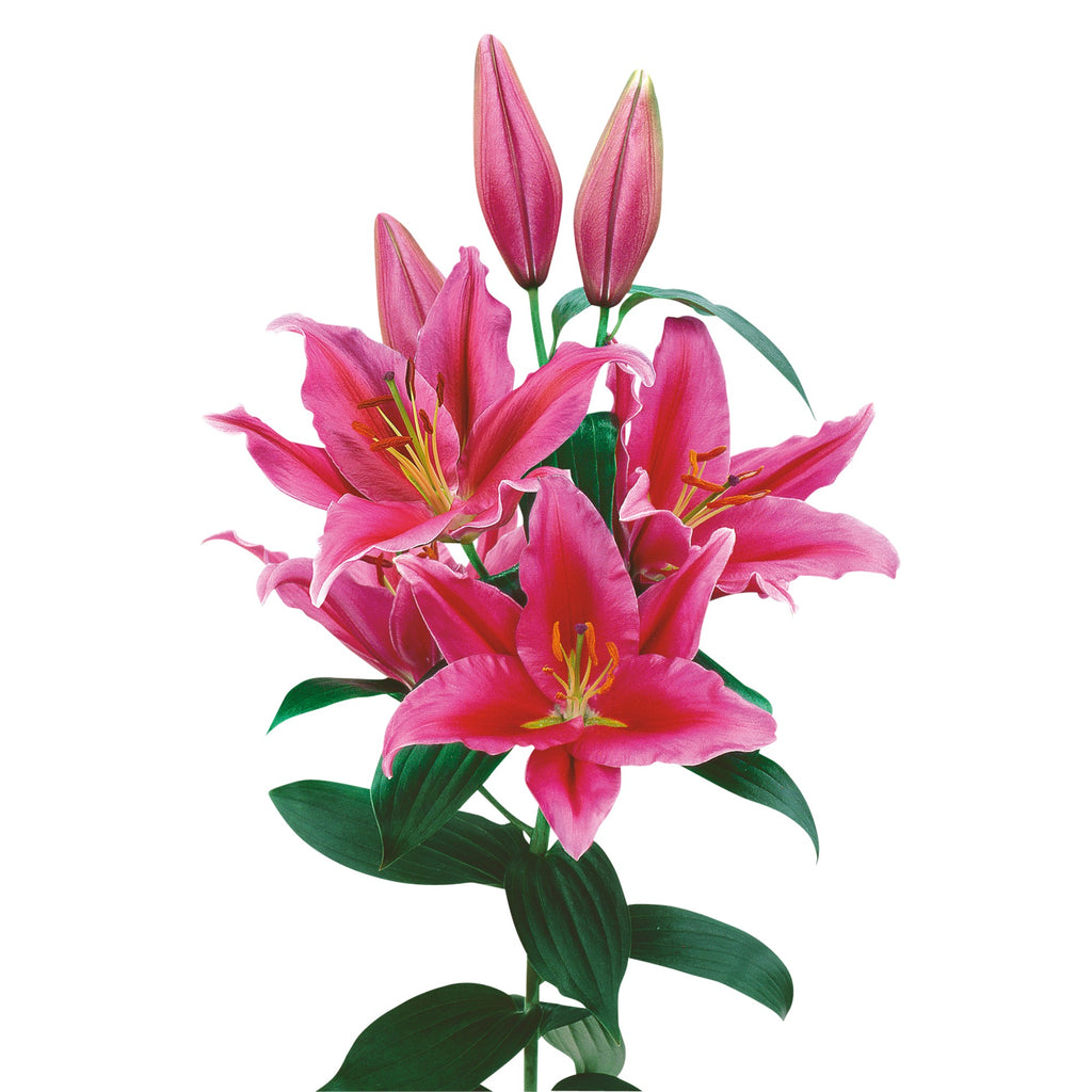 Fragrant Rosy-Pink Oriental Lily Bulbs for Sale Online | Portland – Easy To  Grow Bulbs
