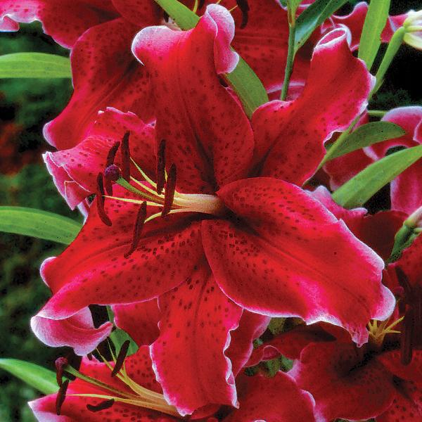 Fragrant Red Oriental Lily Bulbs for Sale Online | Rio Negro – Easy To Grow  Bulbs