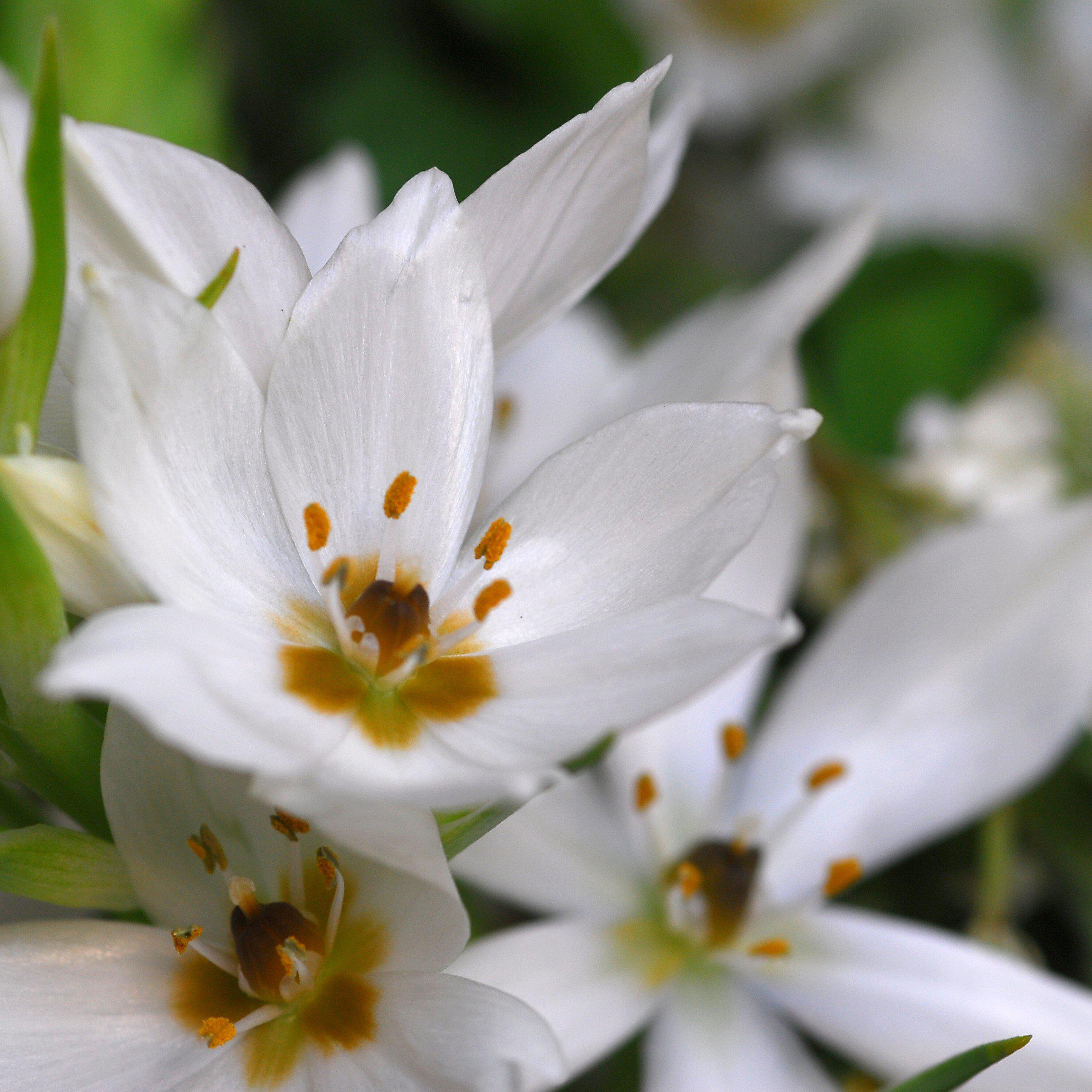 Птицемлечник Ornithogalum