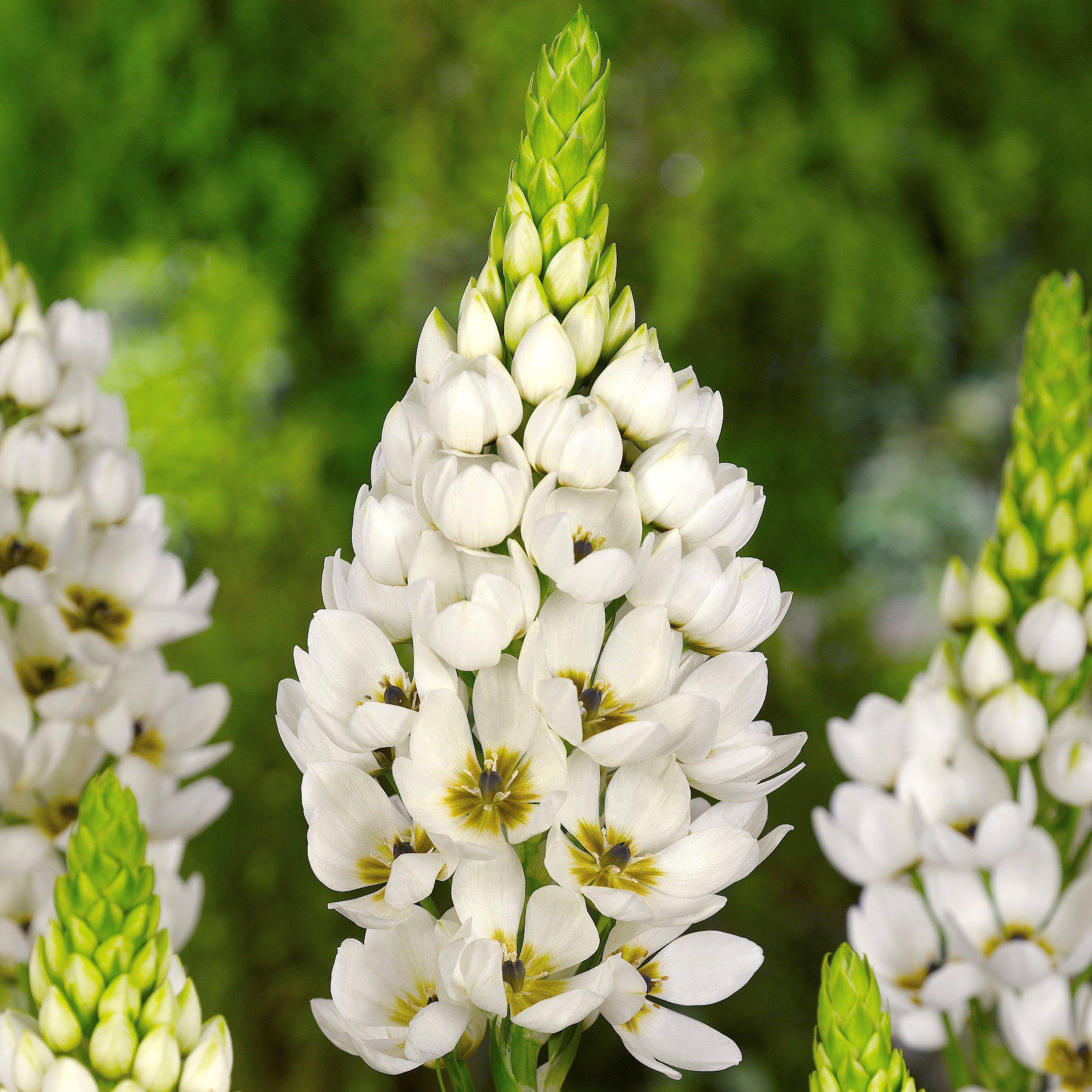 Ornithogalum thyrsoides