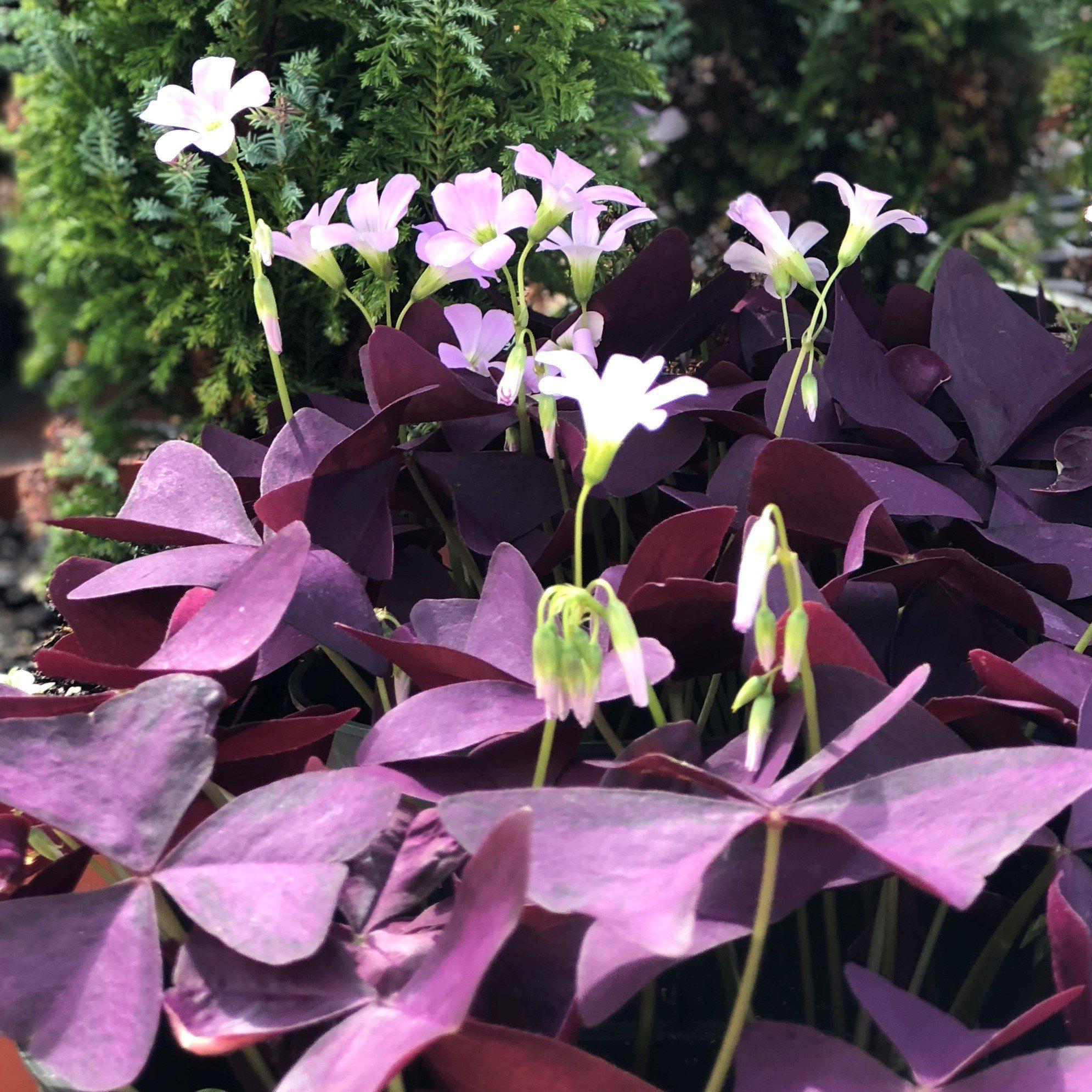 Purple Oxalis Bulbs For Sale Online | Shamrock Plants – Easy To Grow Bulbs