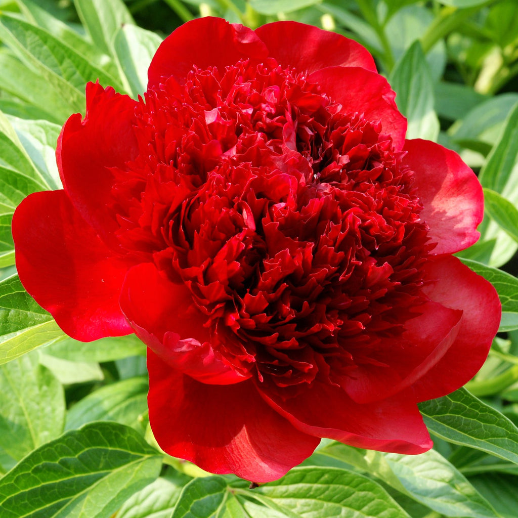 hund personlighed detaljer True Red Peony Bulbs For Sale Online | Red Charm (Fragrant) – Easy To Grow  Bulbs
