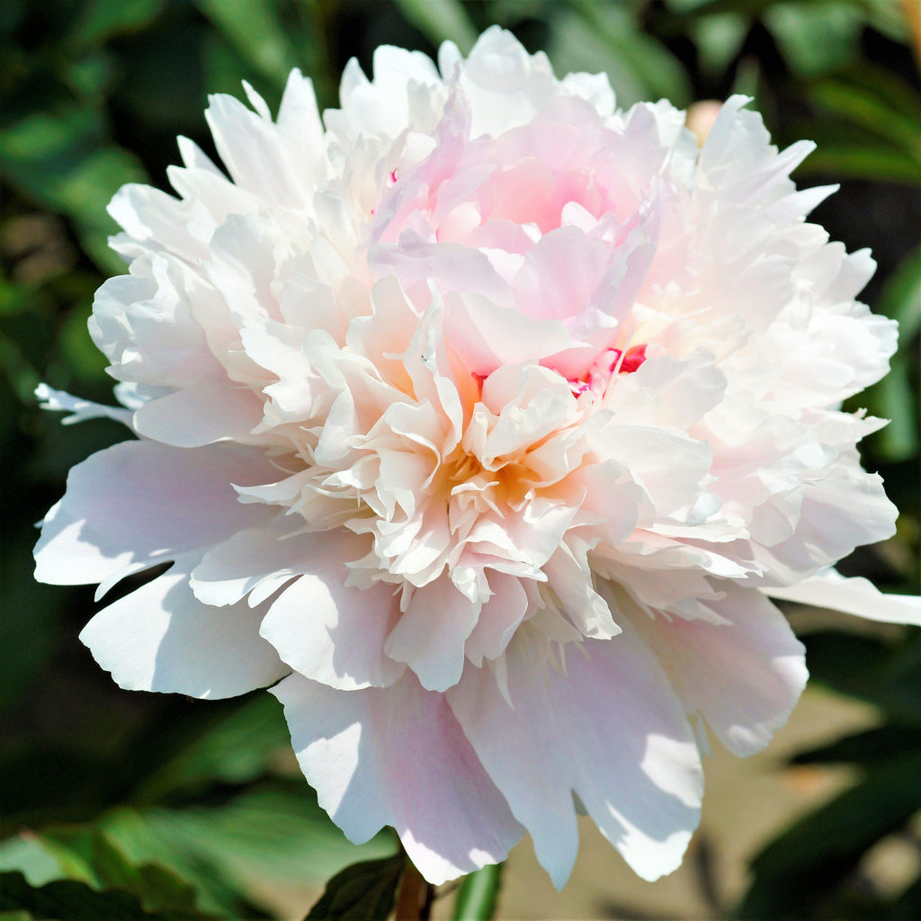 White Pink Peony Bulbs For Sale Online Alertie Fragrant Easy To Grow Bulbs