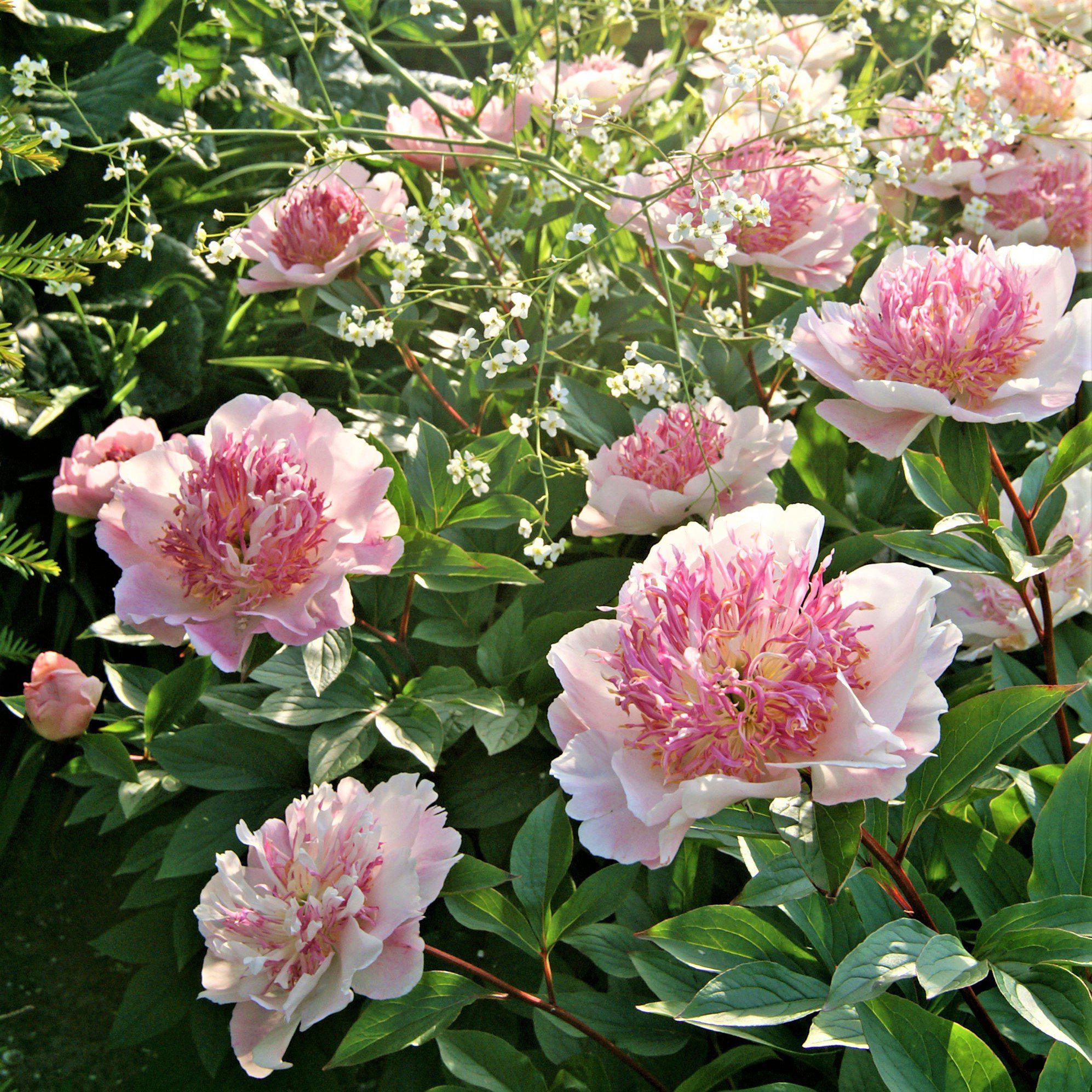 Blushing Light Pink Peony Bulbs For Sale | Do Tell (Fragrant) – Easy To  Grow Bulbs