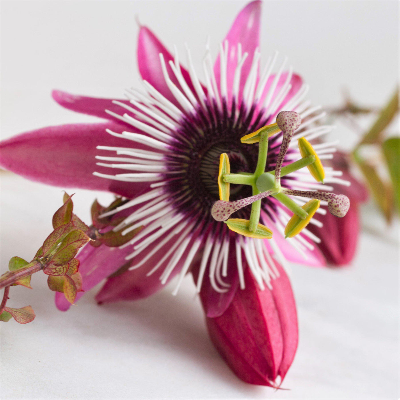 Passion Flower Passiflora Victoria Edible Fruit Easy To Grow Bulbs 