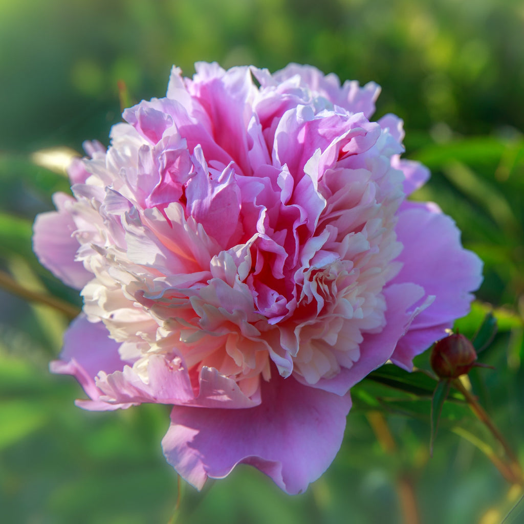 Long-Lived Peony Bulbs For Sale Online | (Fragrant) – Easy To Grow Bulbs