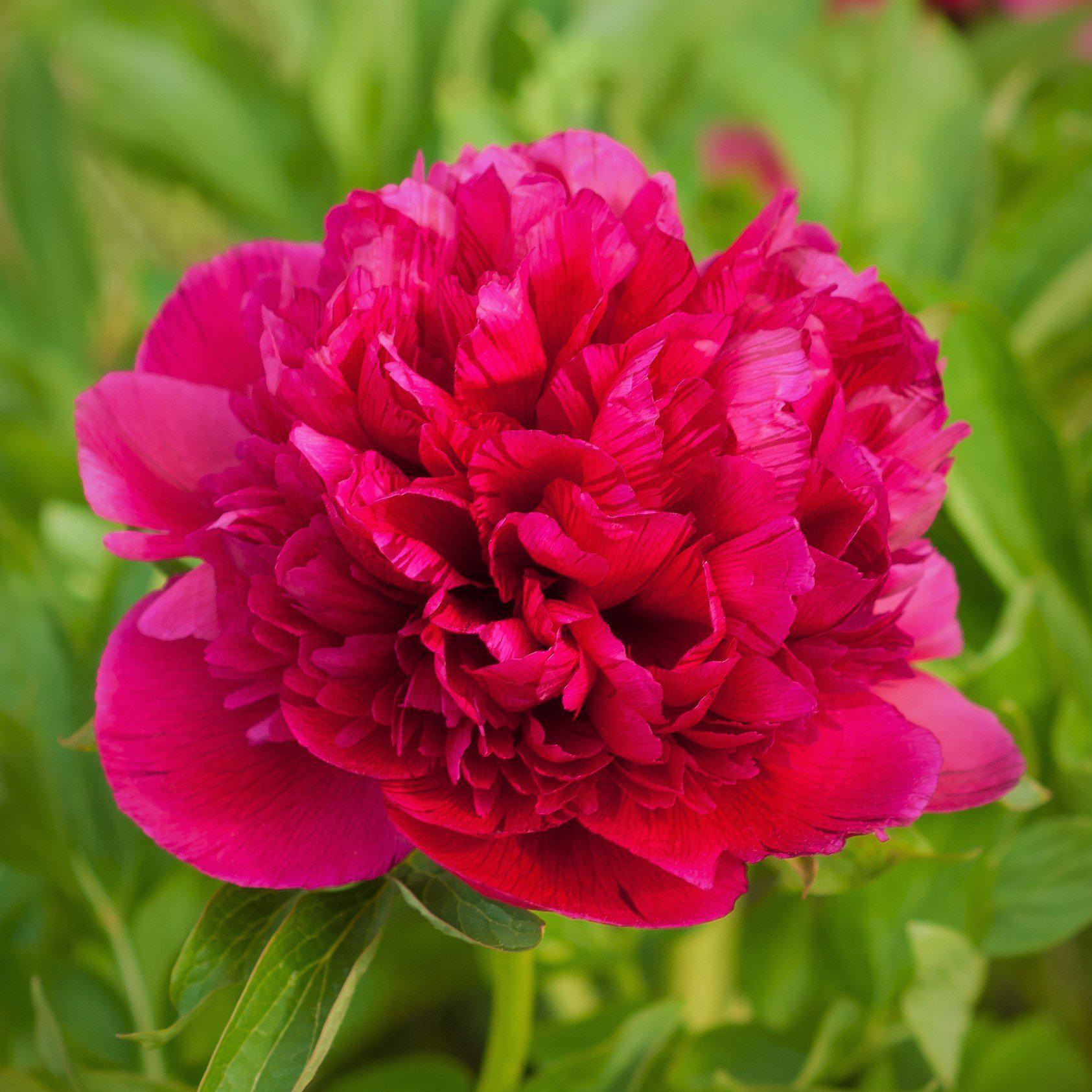 Romantic Red Peony Flower Crown - Sevilla Lanueva