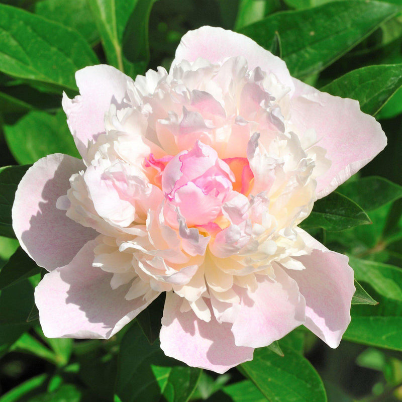 Pale Pink Peony Bulbs For Sale | Shirley Temple (Fragrant ...