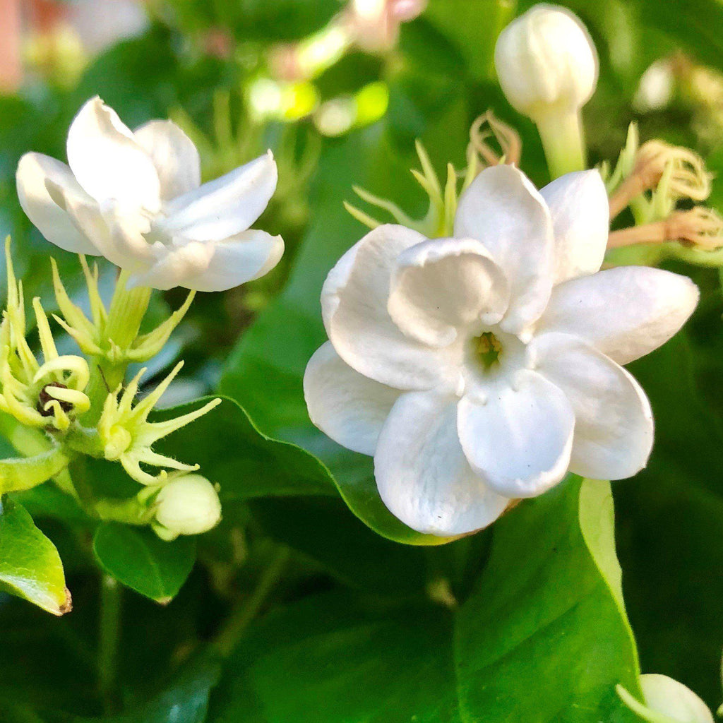 jasmine flower plant