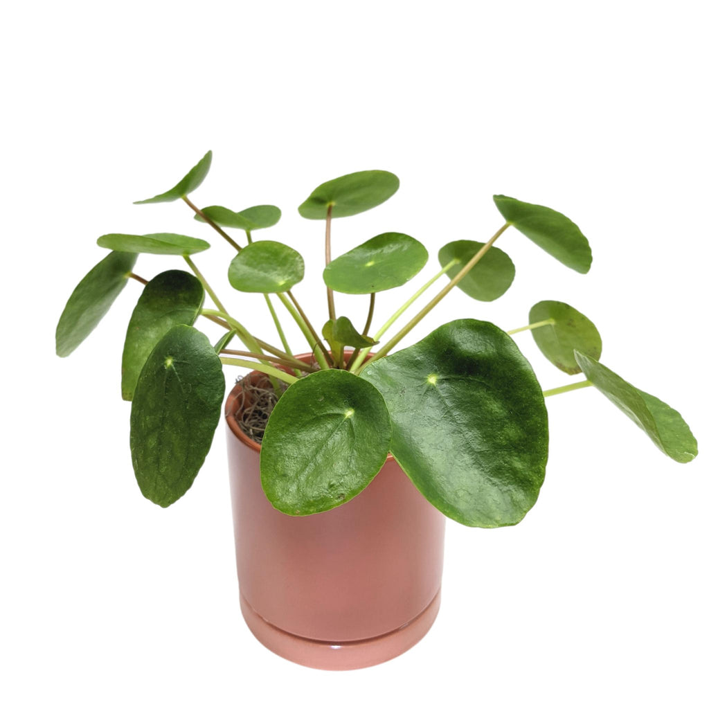 Pilea Chinese Money Plant – Easy To Grow Bulbs