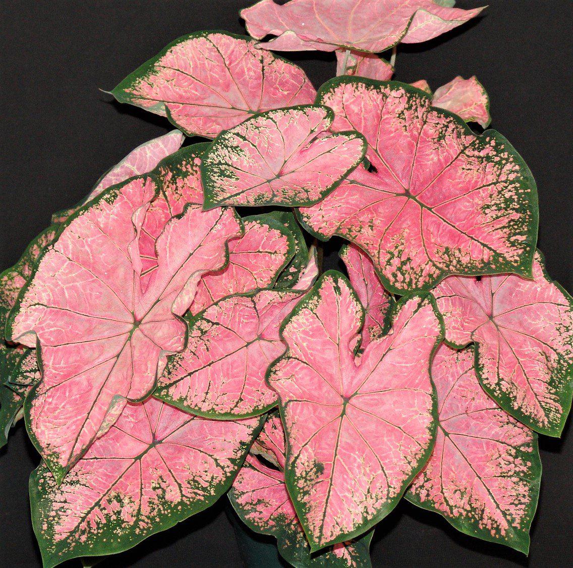 Caladium Pink Splash – Easy To Grow Bulbs