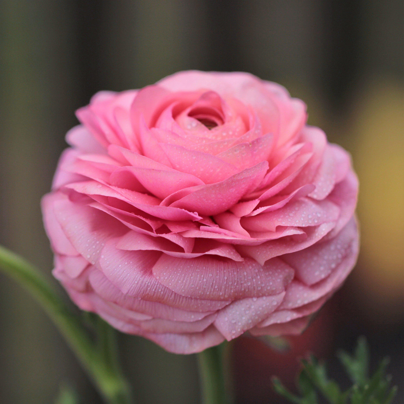 pink buttercup flower texas